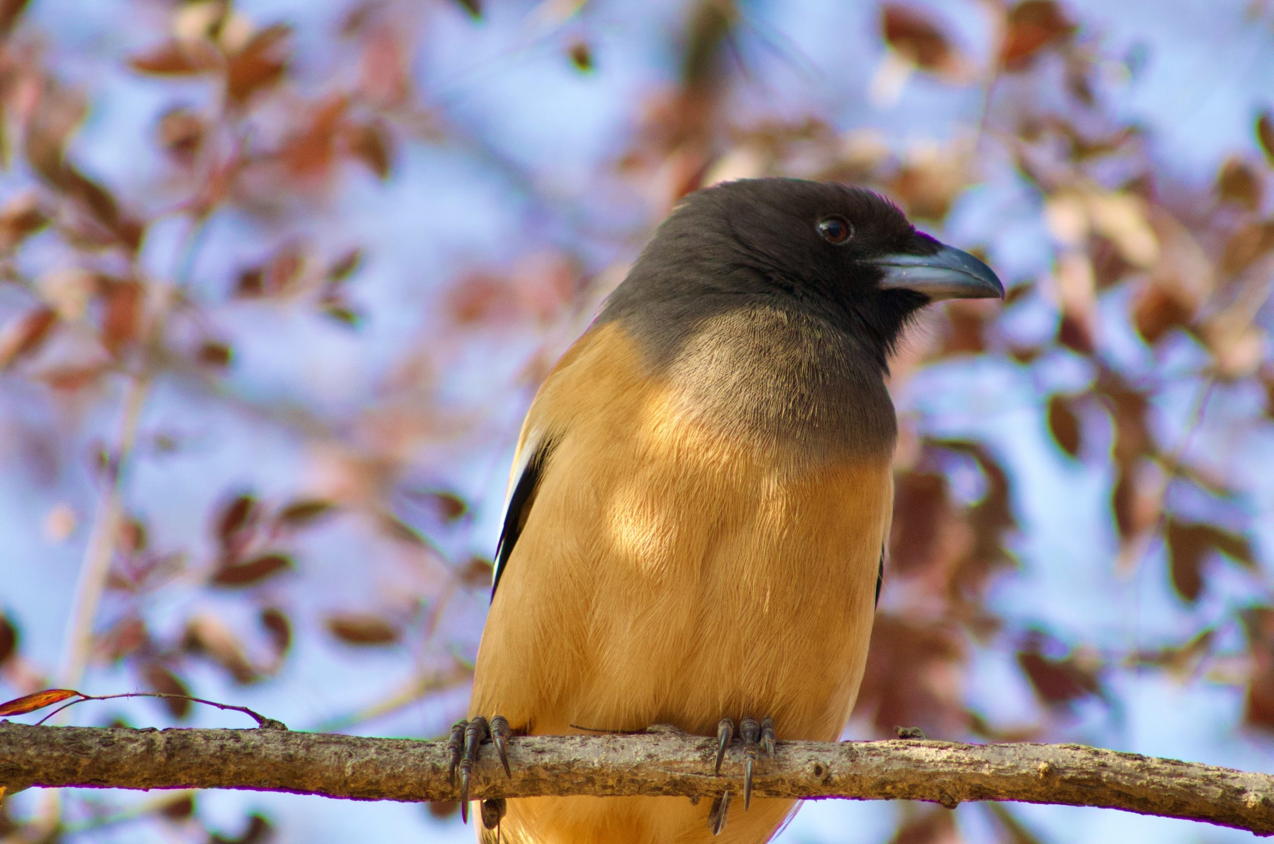 A colorful bird perched on a tree branch.