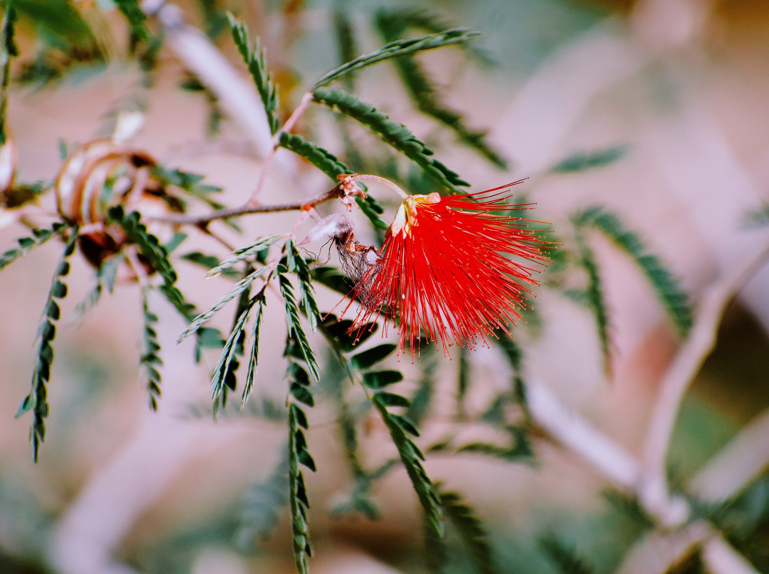 A vibrant red powder puff flower on a branch.