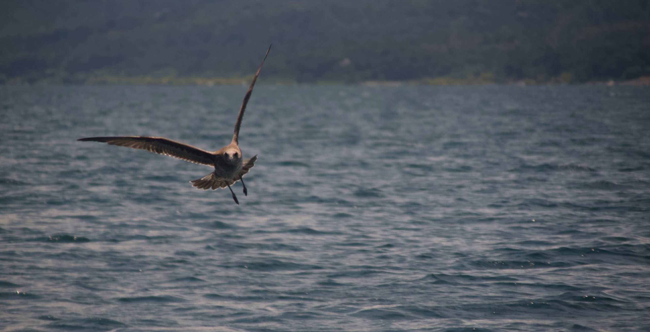 A seagull flying over the rippling blue water.