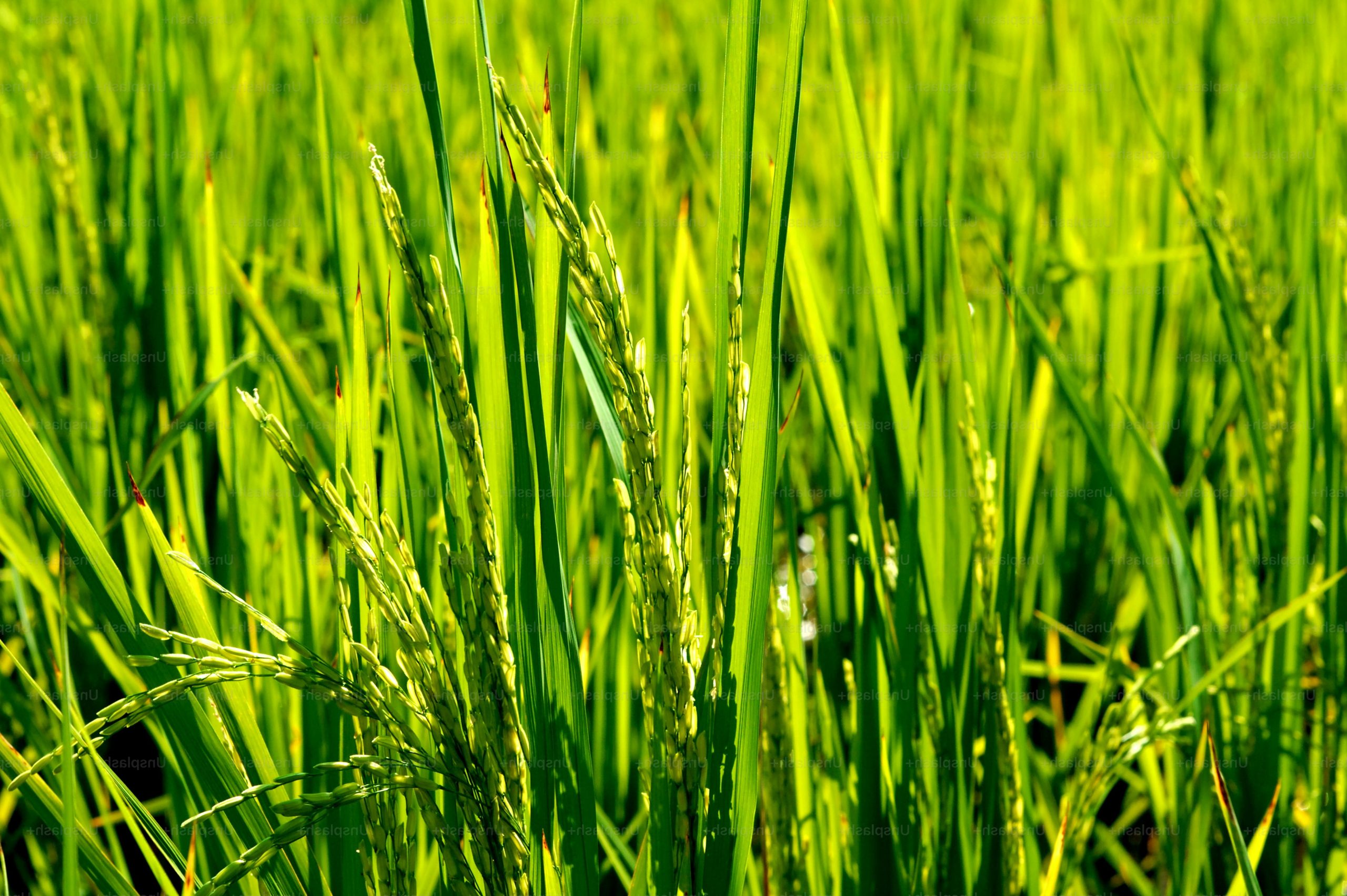 Asian Paddy Field