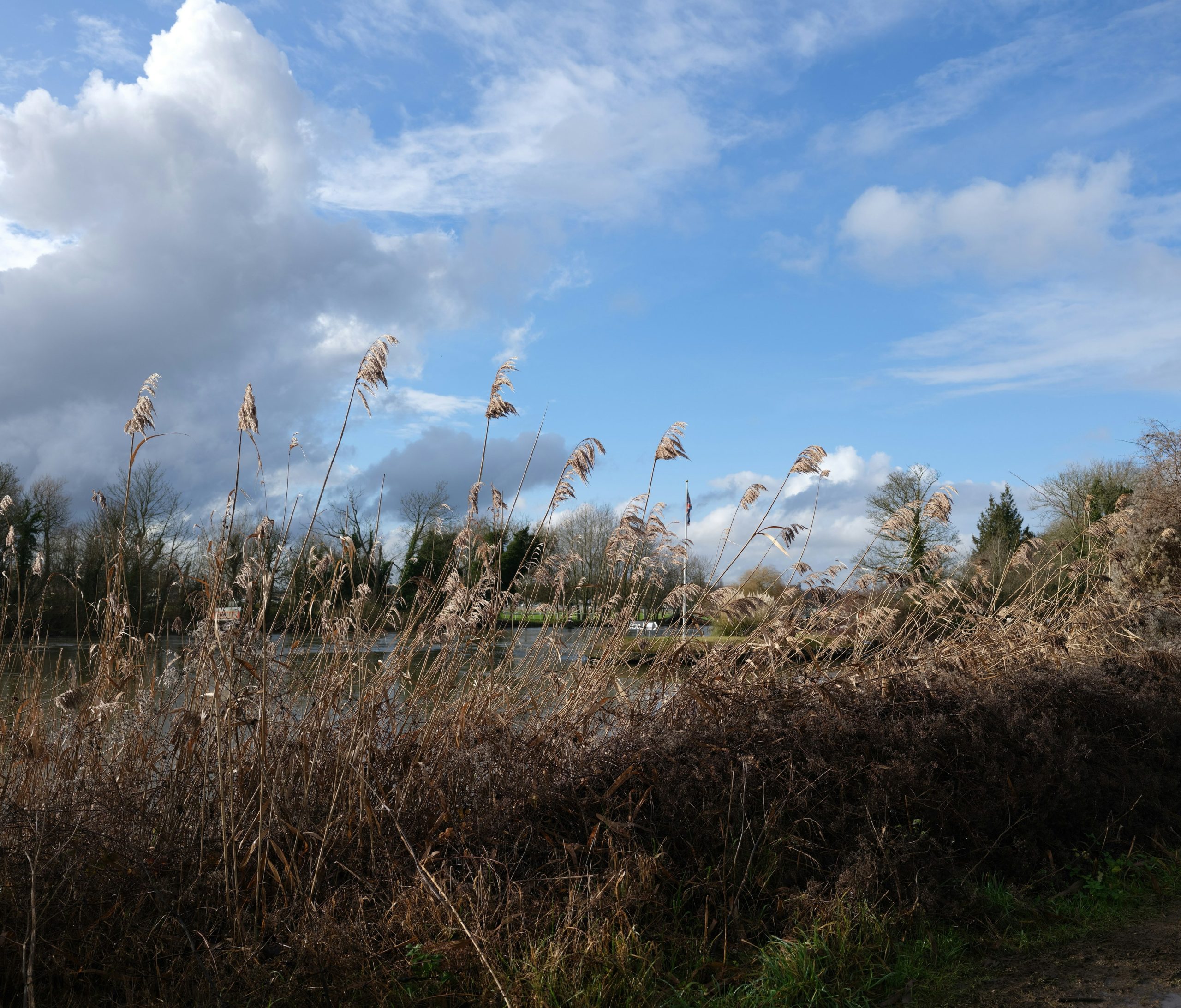 Dry reeds sway in the wind under a cloudy sky.