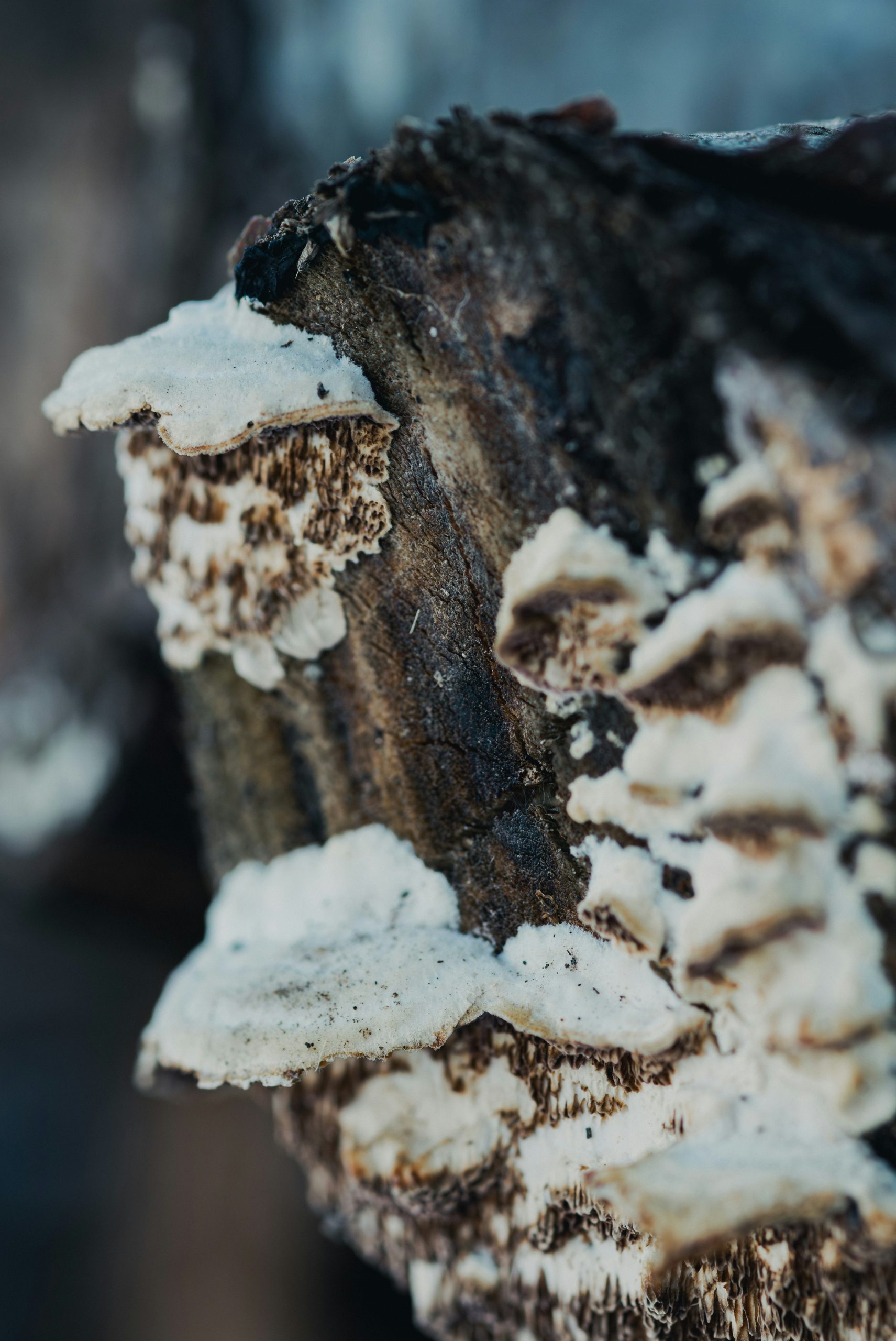 Fungus growing on a tree trunk