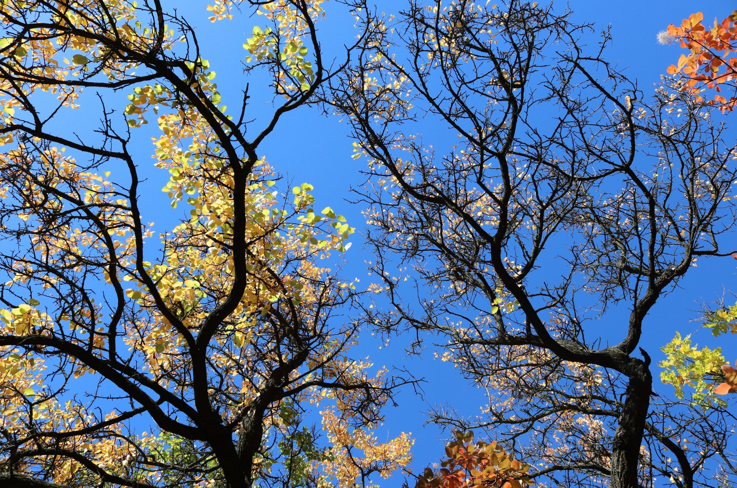 Bare tree branches against a bright blue sky