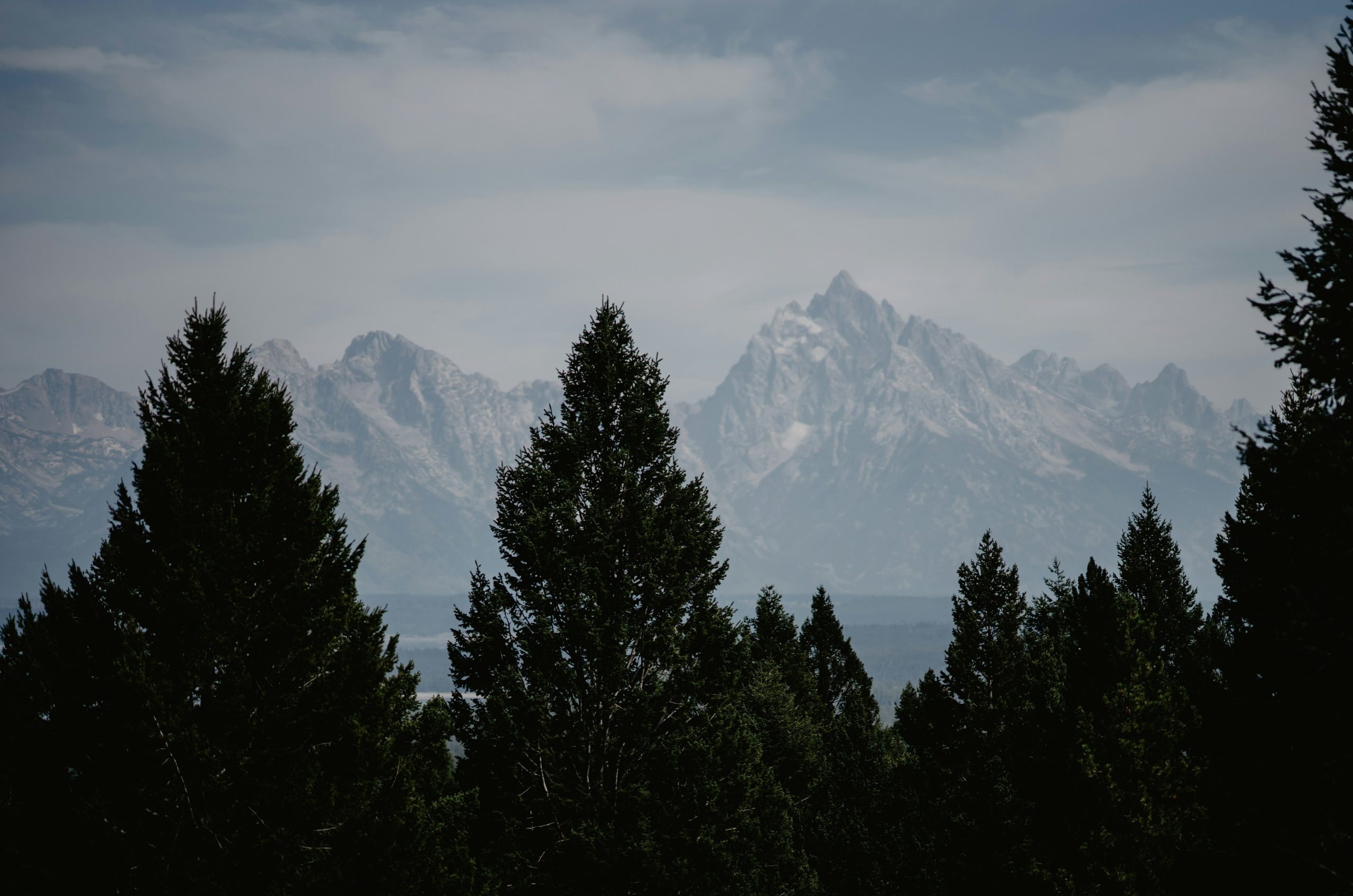 Snow-capped mountains seen through dark evergreen trees