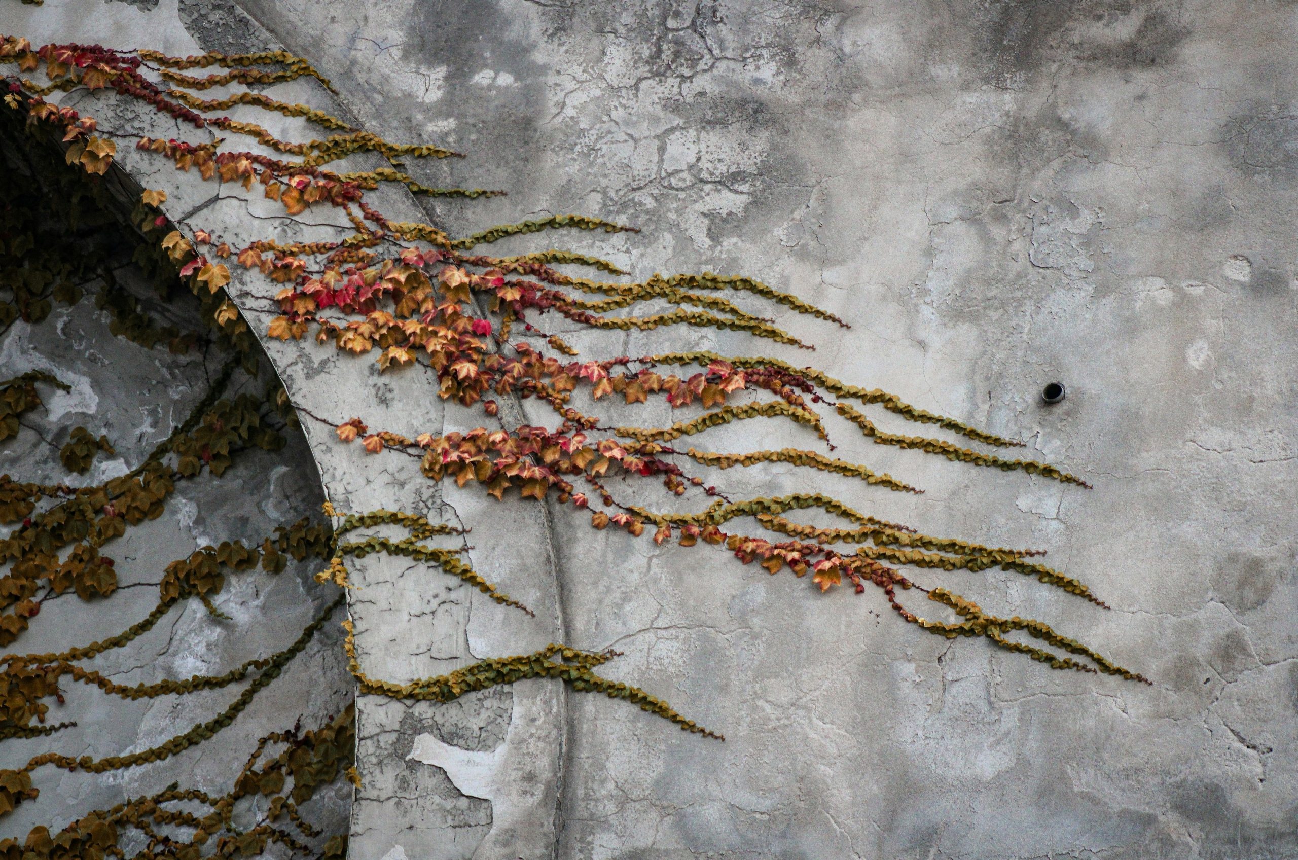 Vines growing on a textured concrete wall.
