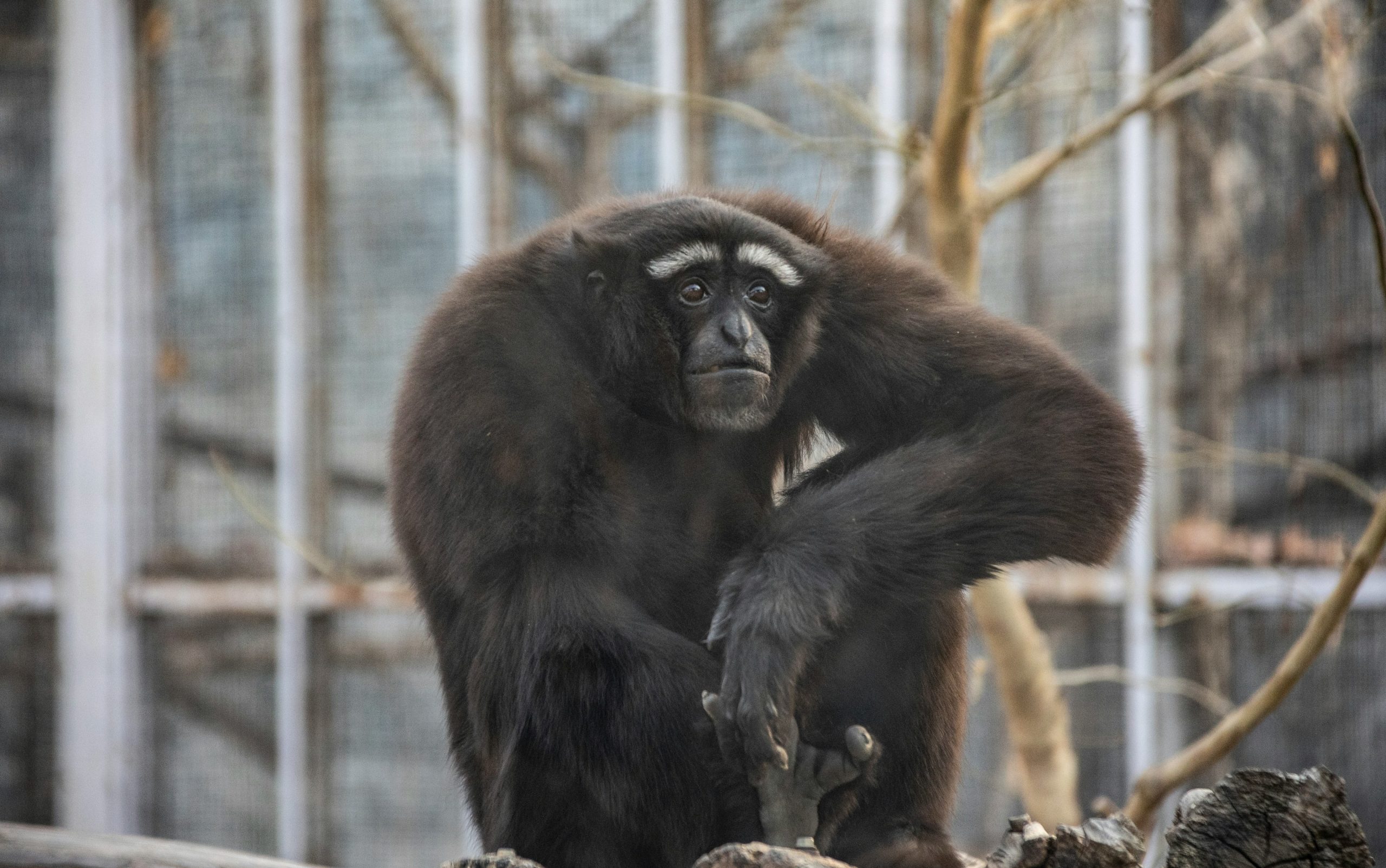 A dark-furred gibbon with white markings sits looking forward.