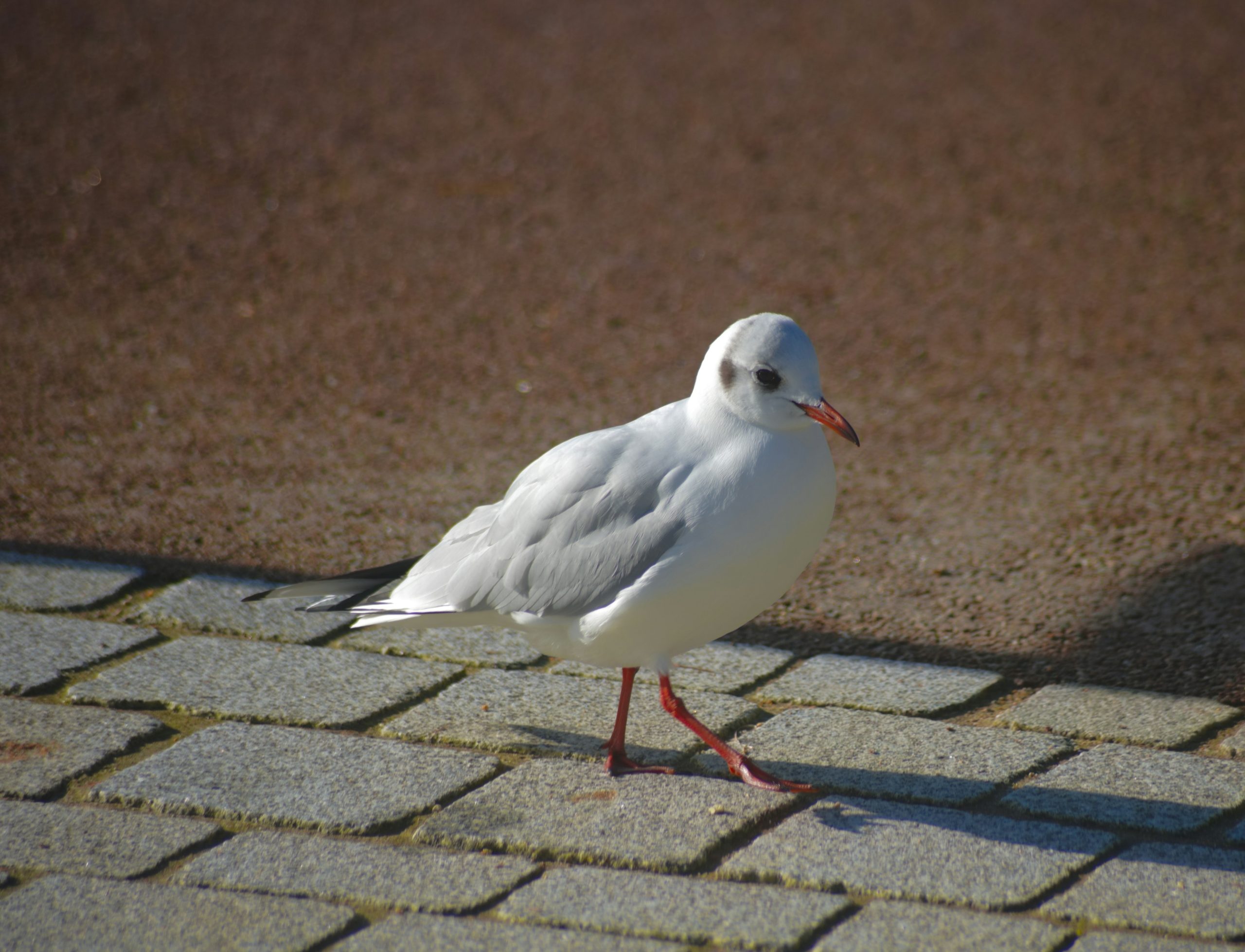 A white seagull stands on a paved walkway.