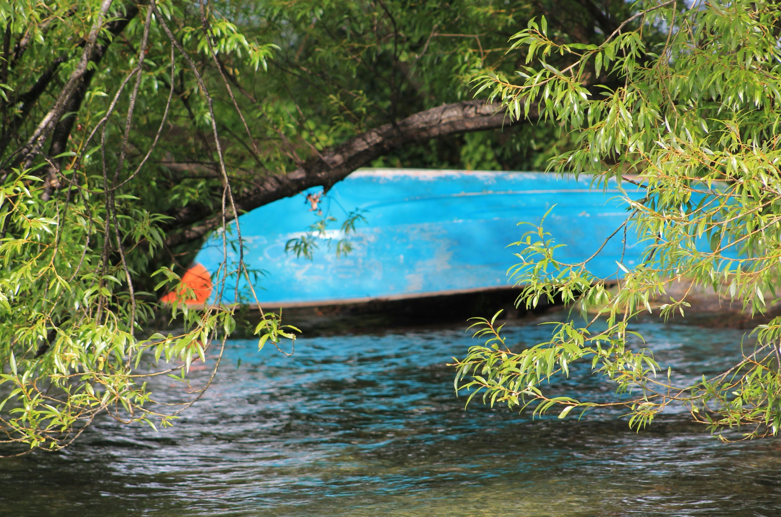 A blue boat rests on a tree branch over water