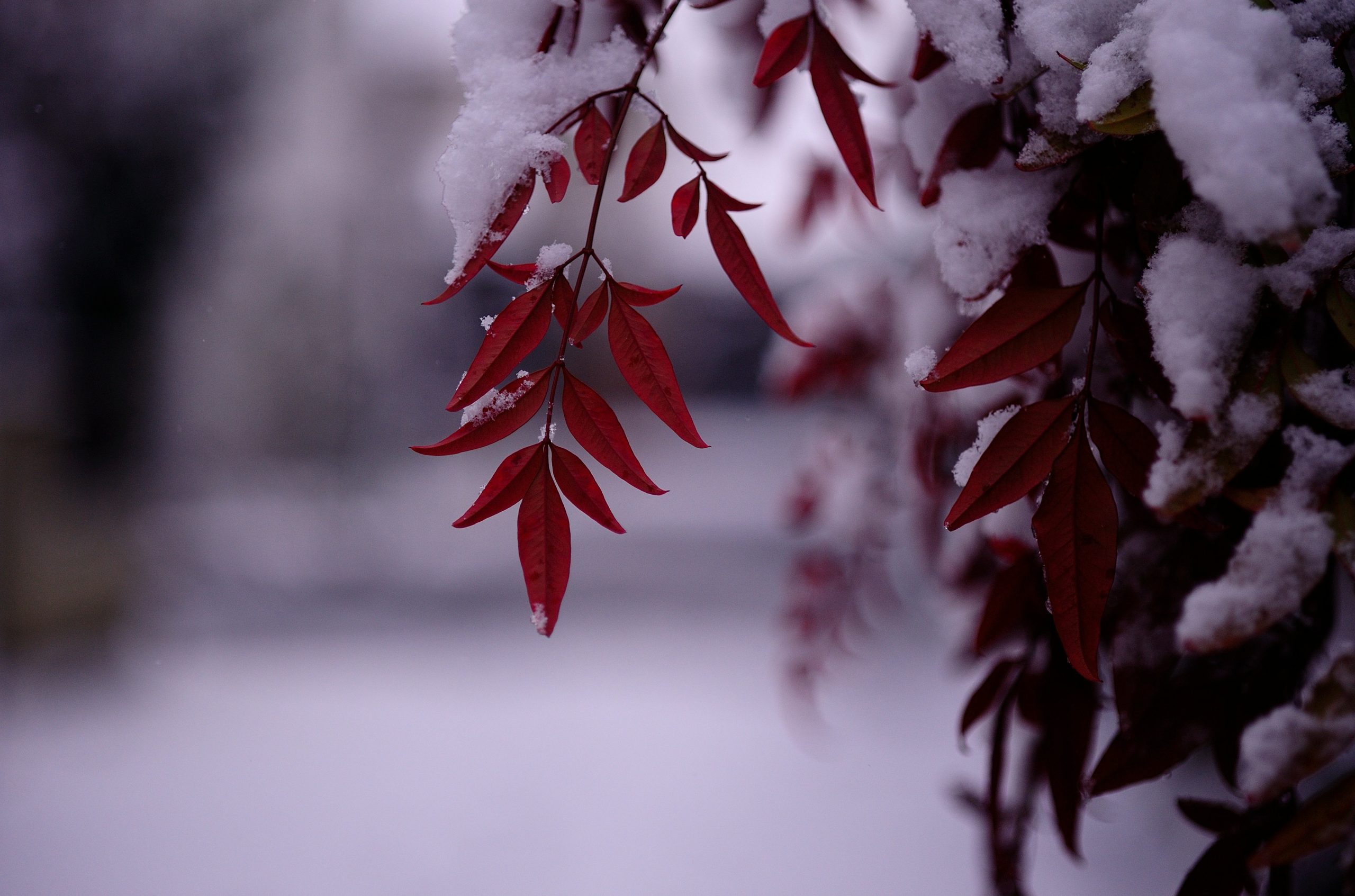Red leaves covered in snow in a winter setting