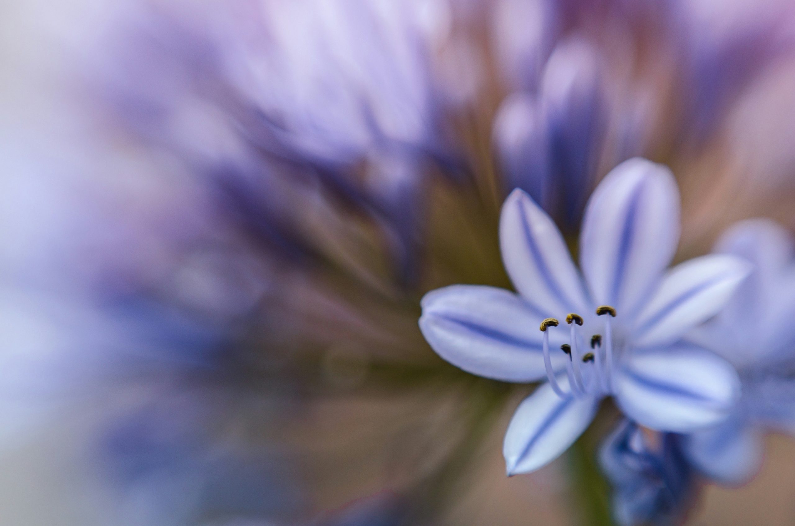 A delicate purple flower with striped petals.