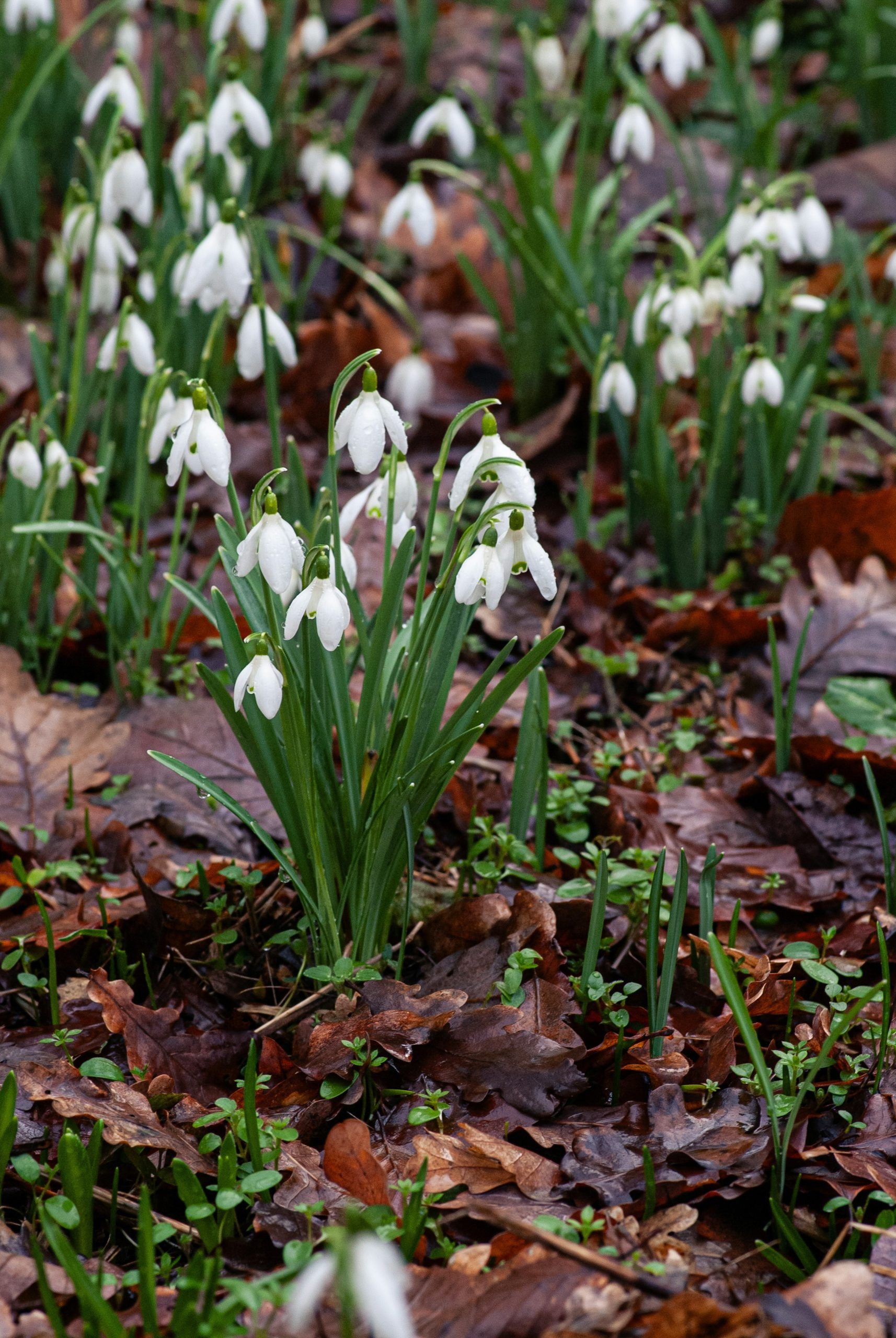 A cluster of white snowdrop flowers blooming amongst fallen leaves.