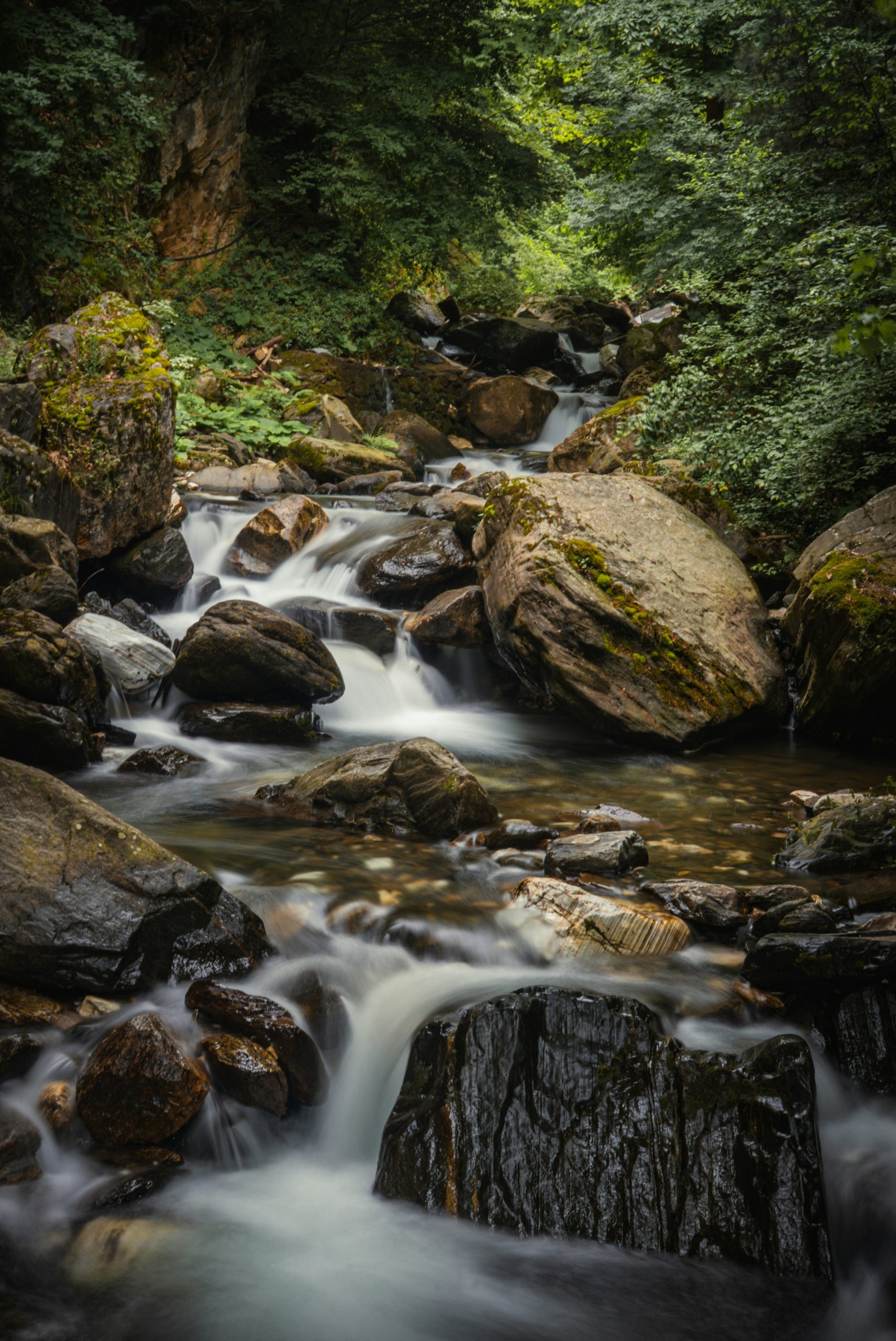 A stream flows over rocks in a lush green forest.