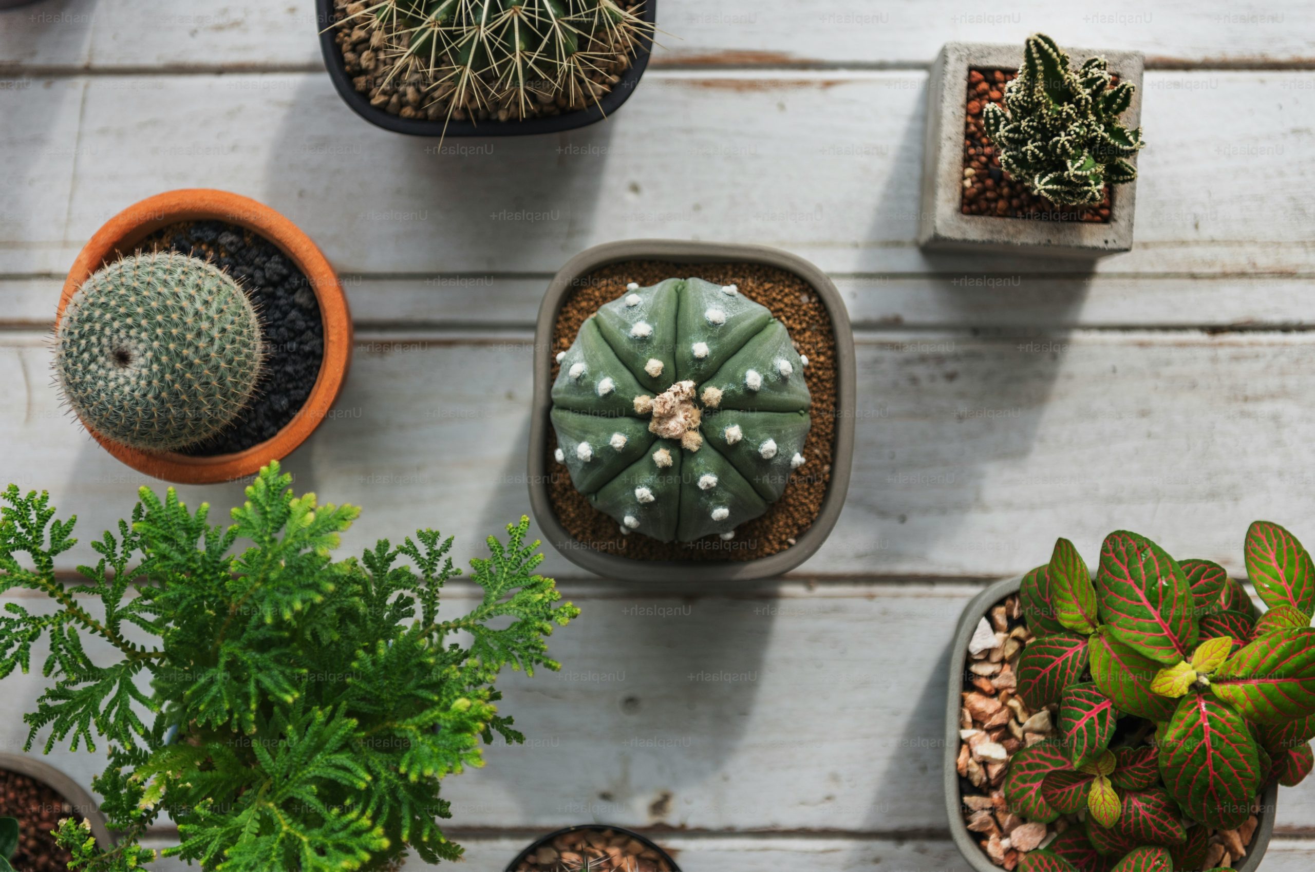 Cactus Pot Home Plants Concept