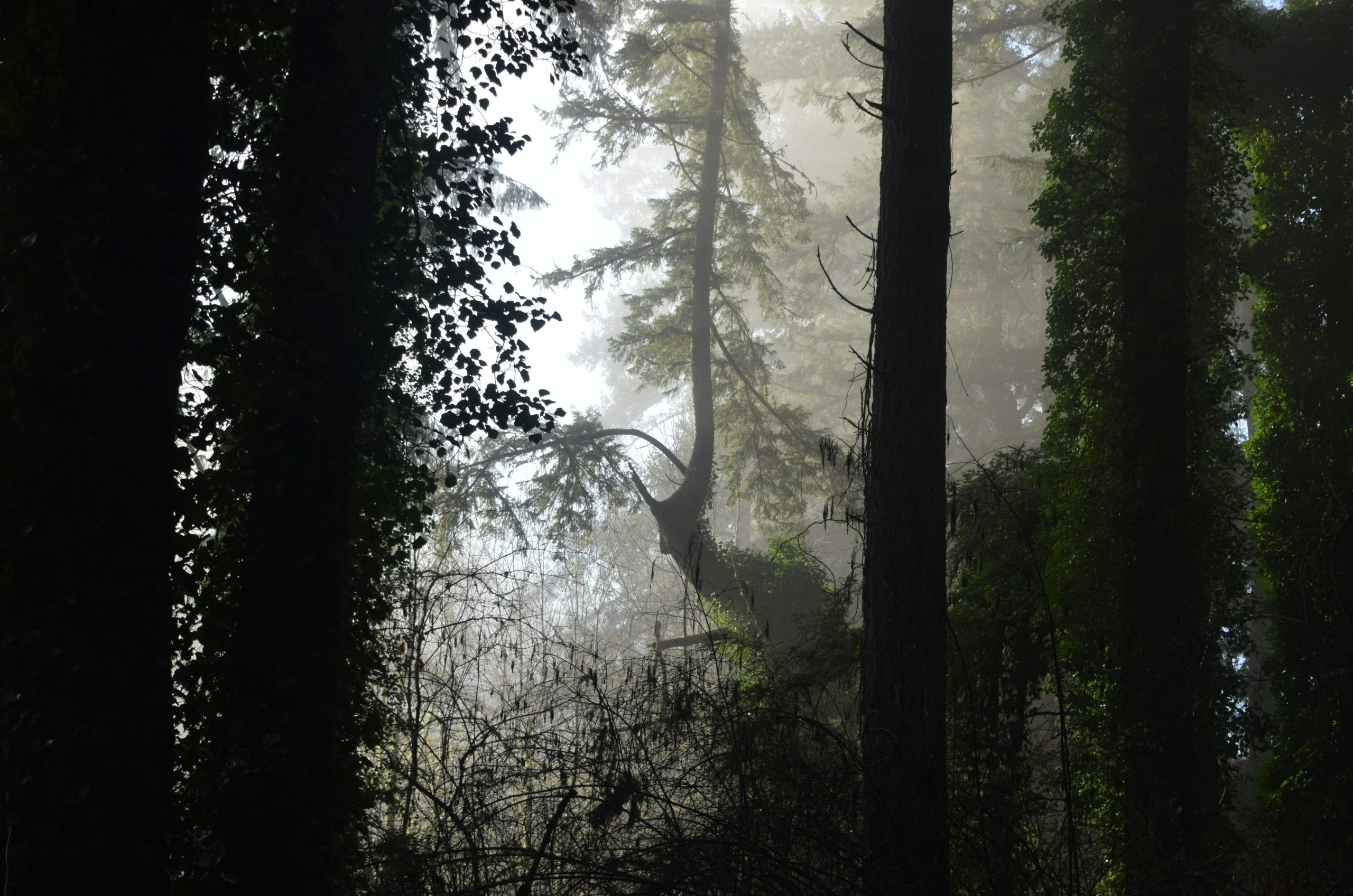Misty forest with tall trees and sunlight filtering through