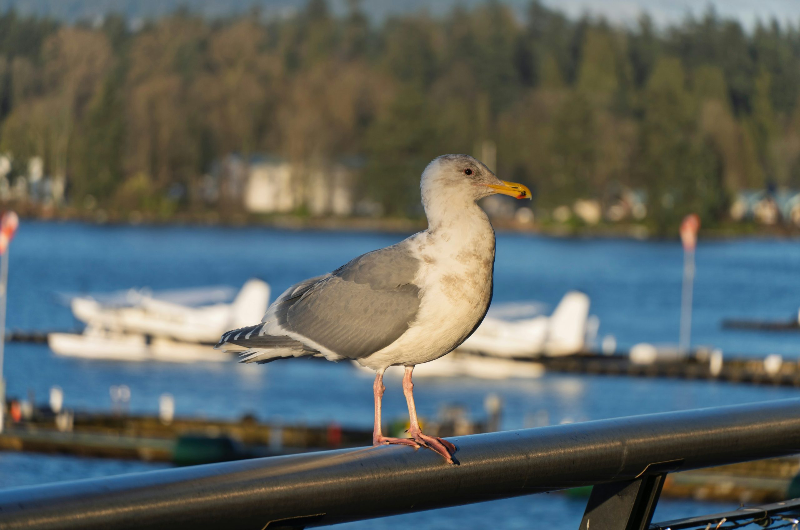 A seagull stands on a railing by the water.