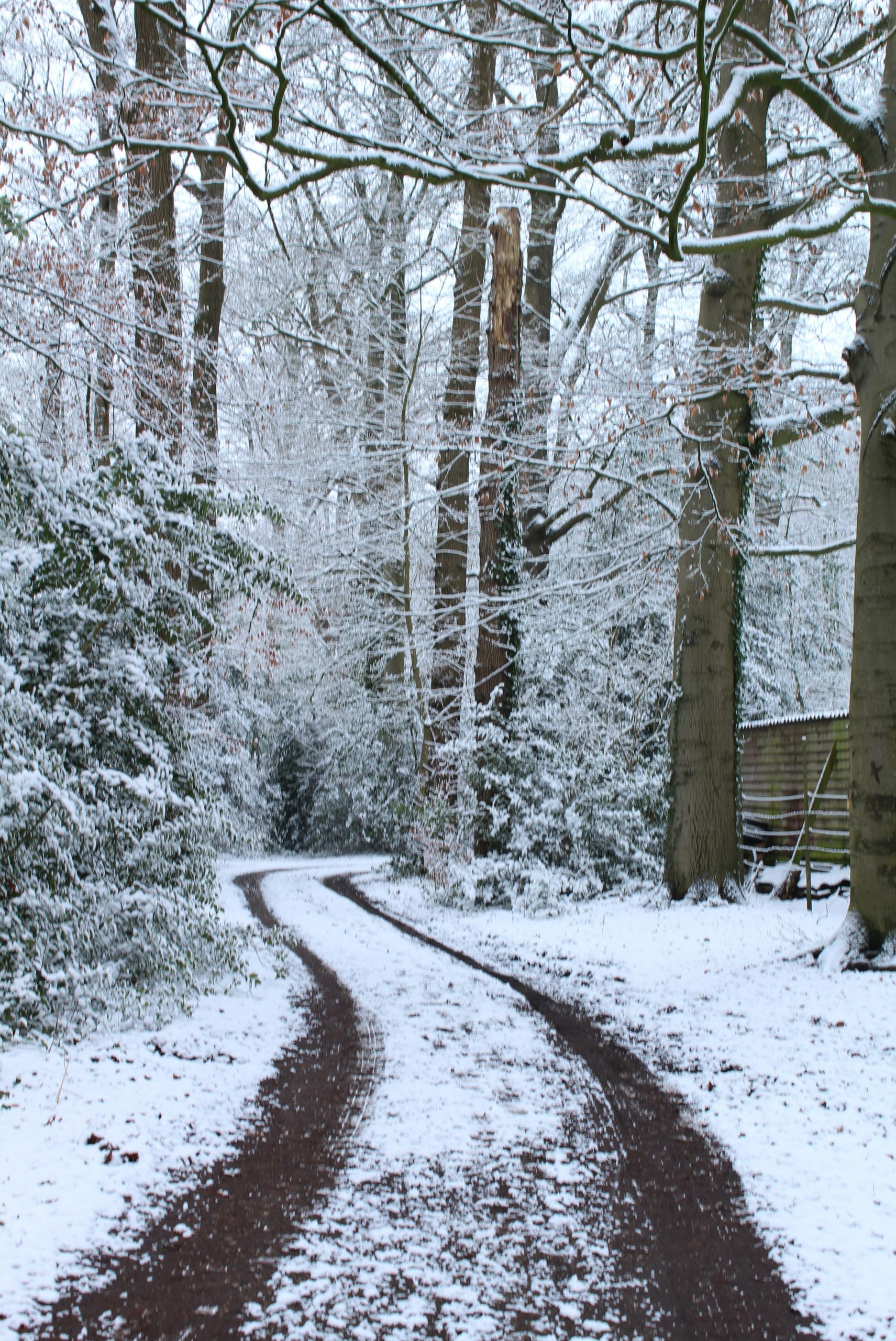 Snowy forest path with tire tracks