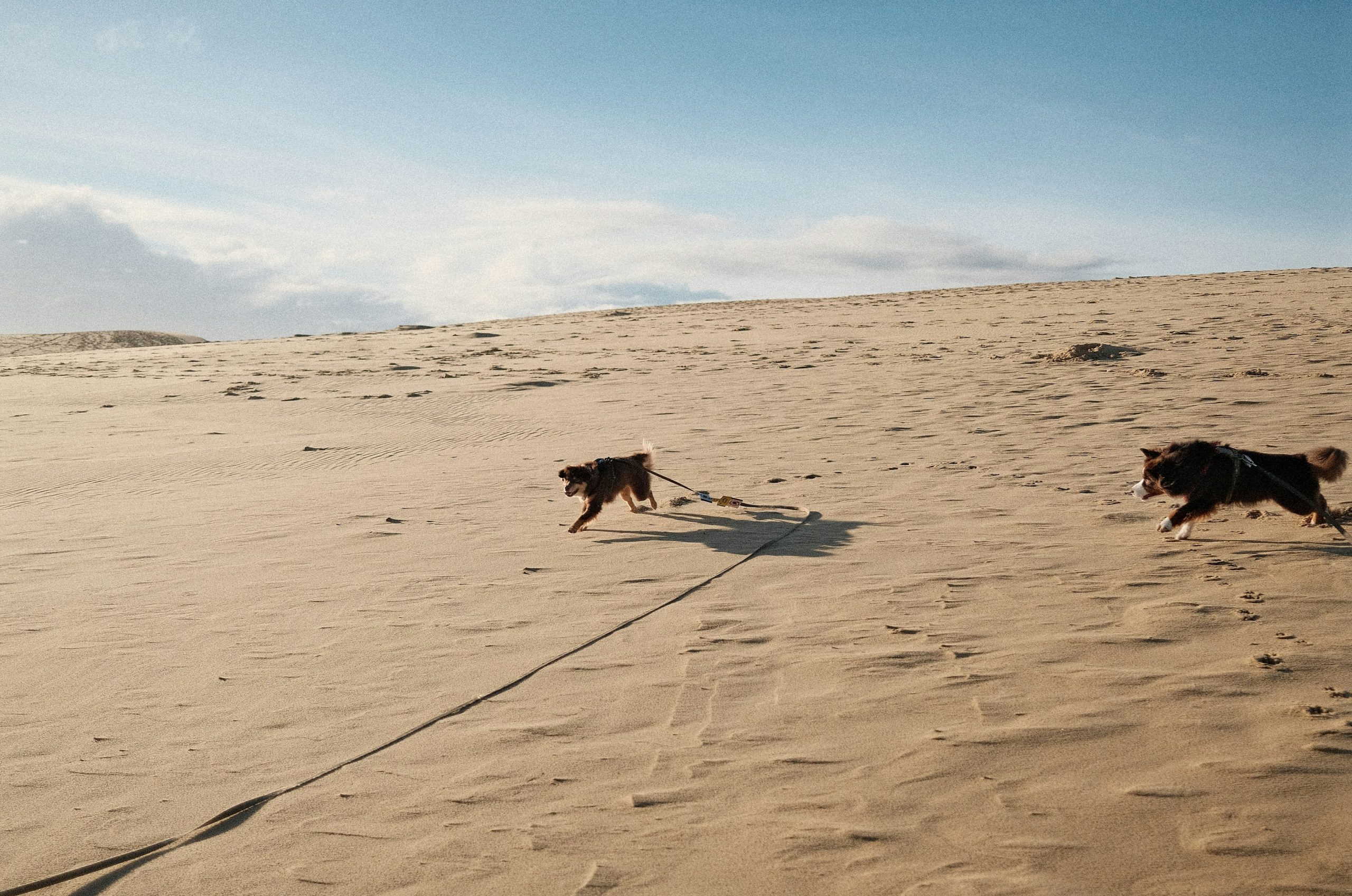 Two dogs running on a sandy dune