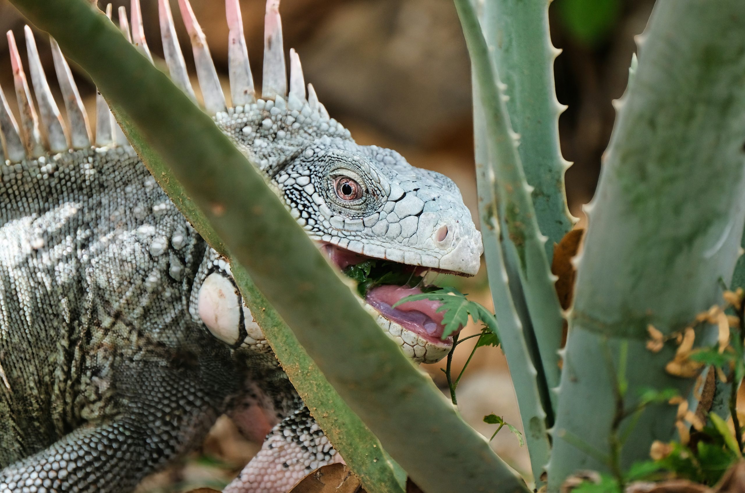 A green iguana eats leaves from a plant.