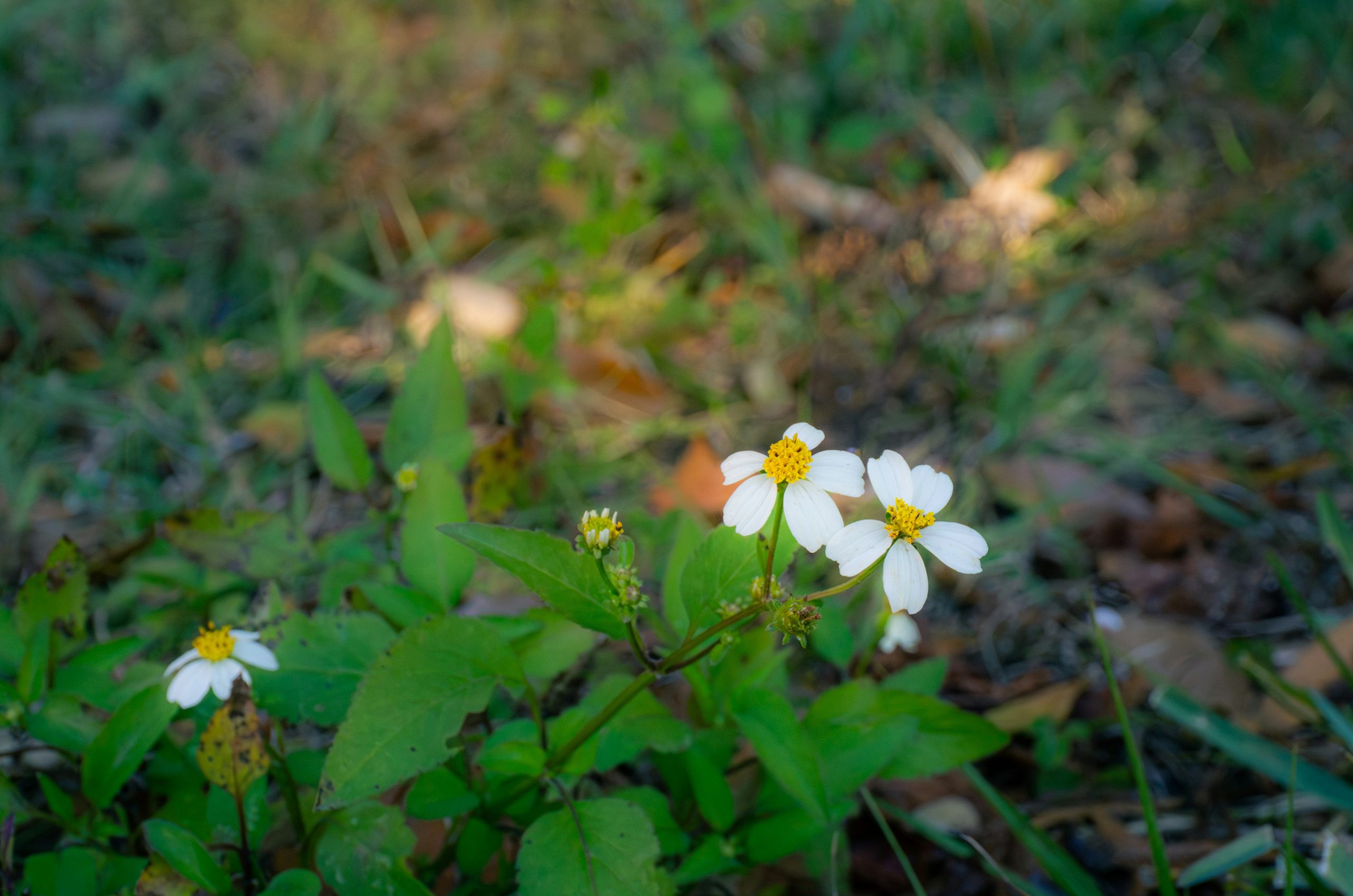 Small white flowers with yellow centers in green grass.