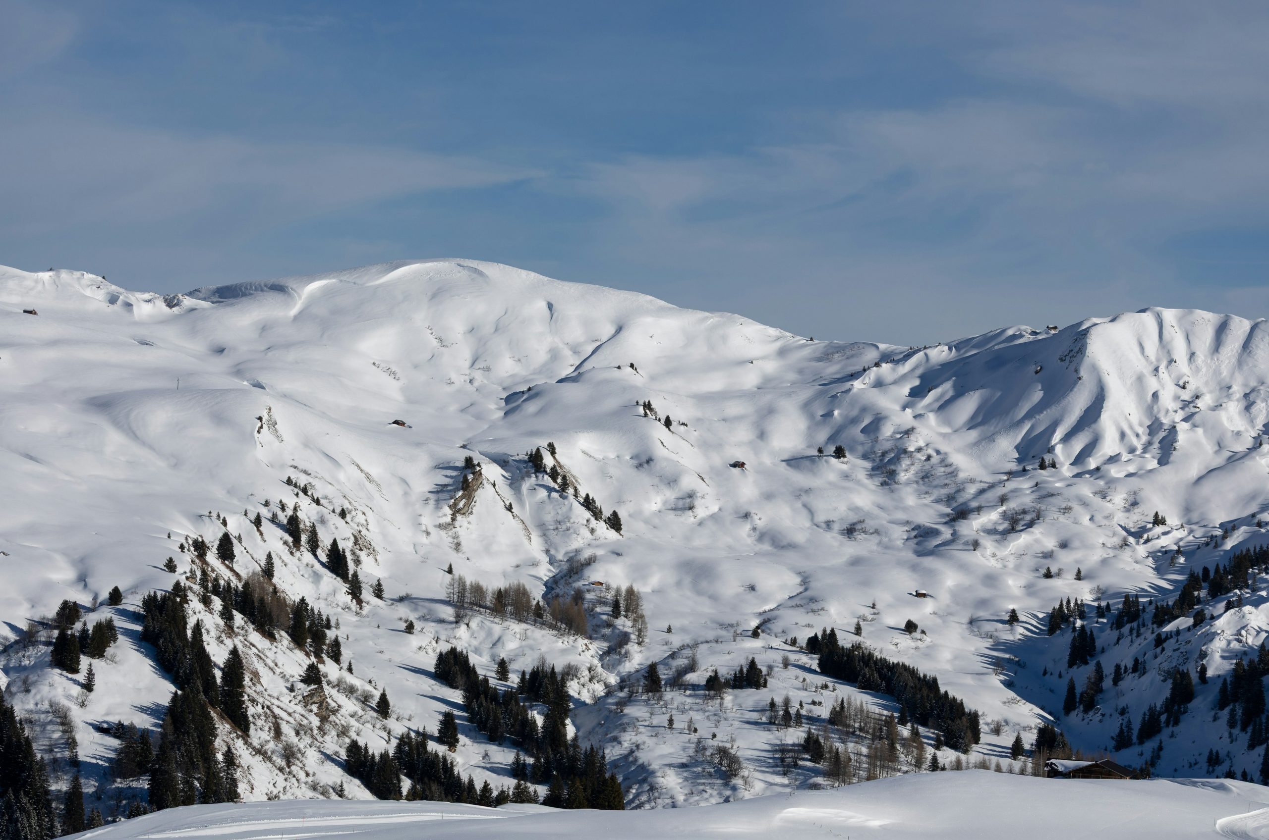 Snow-covered mountains with scattered pine trees under a blue sky.