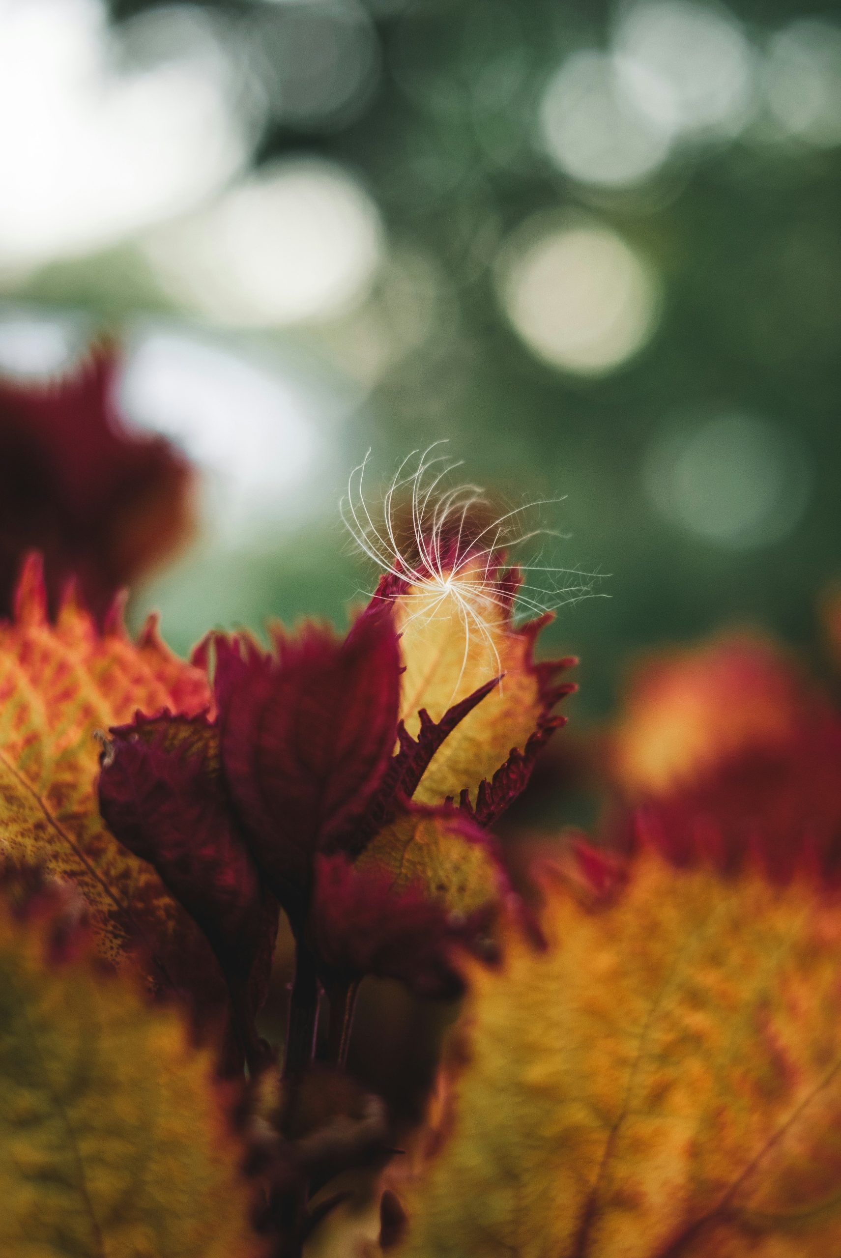 Delicate seed head atop autumn foliage