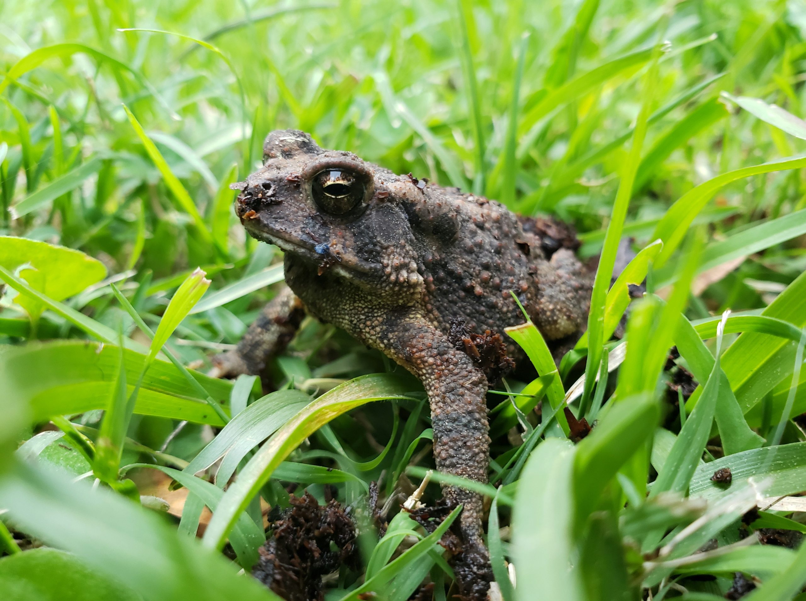 A brown toad sits camouflaged in green grass.