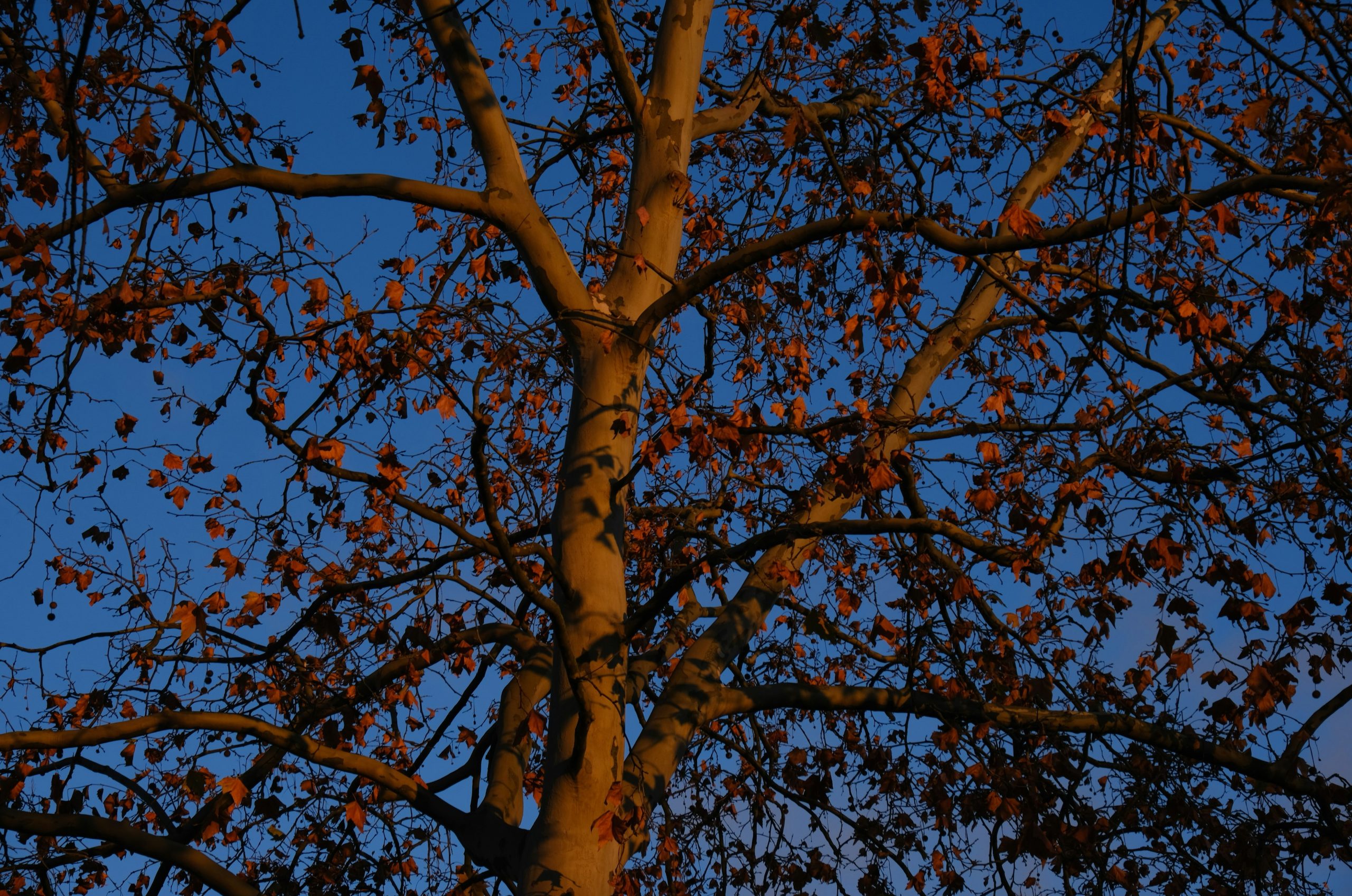 Bare tree branches against a dark blue sky