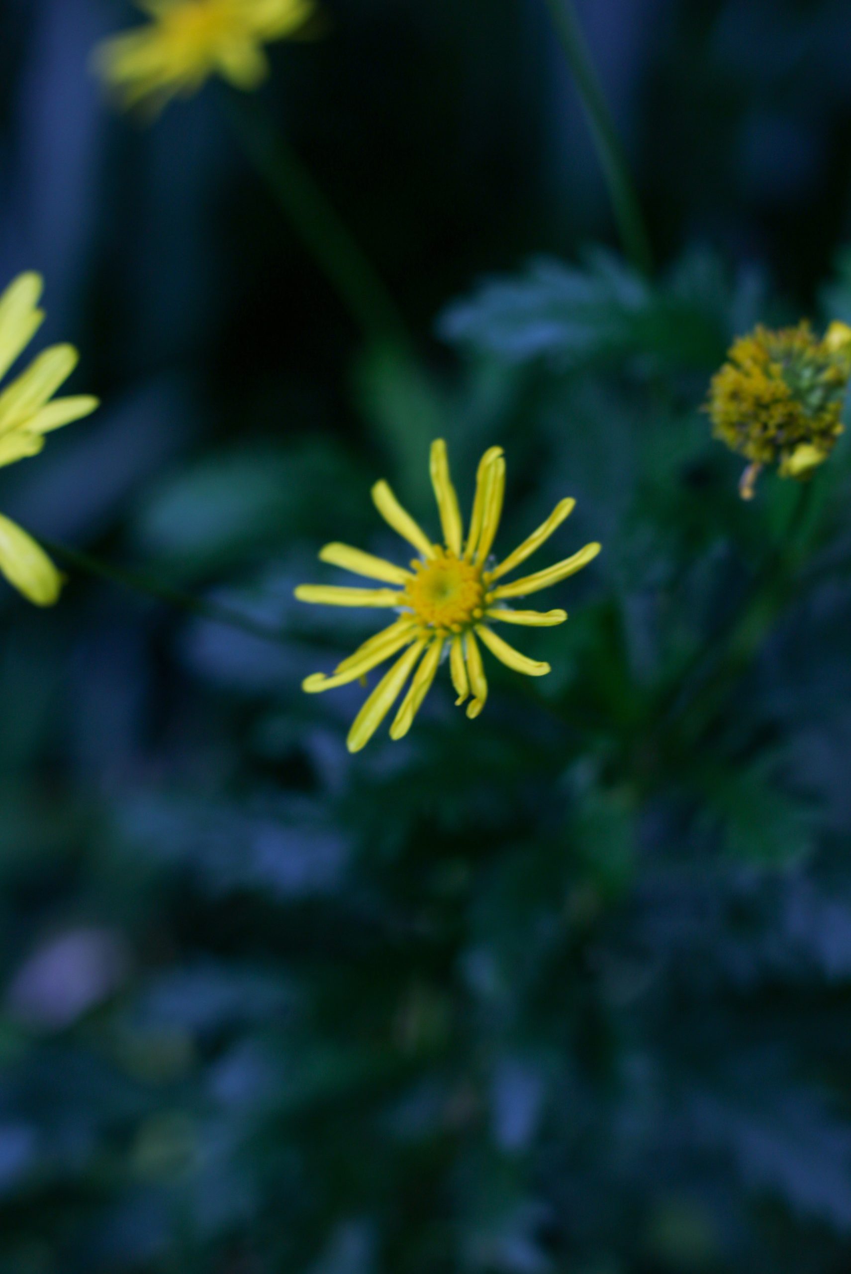 Yellow daisy-like flowers bloom in dark foliage
