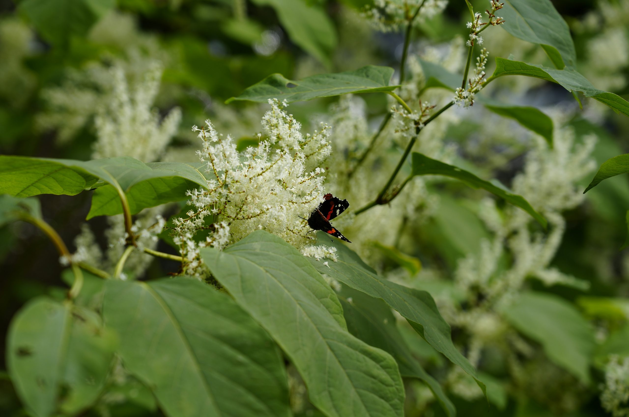 A bee pollinating white flowers on a green bush.