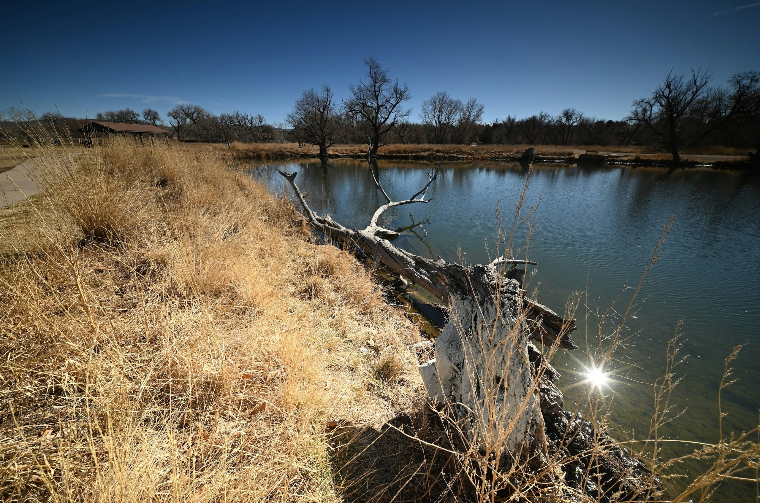 A sunlit pond with dry grass and fallen tree branch.