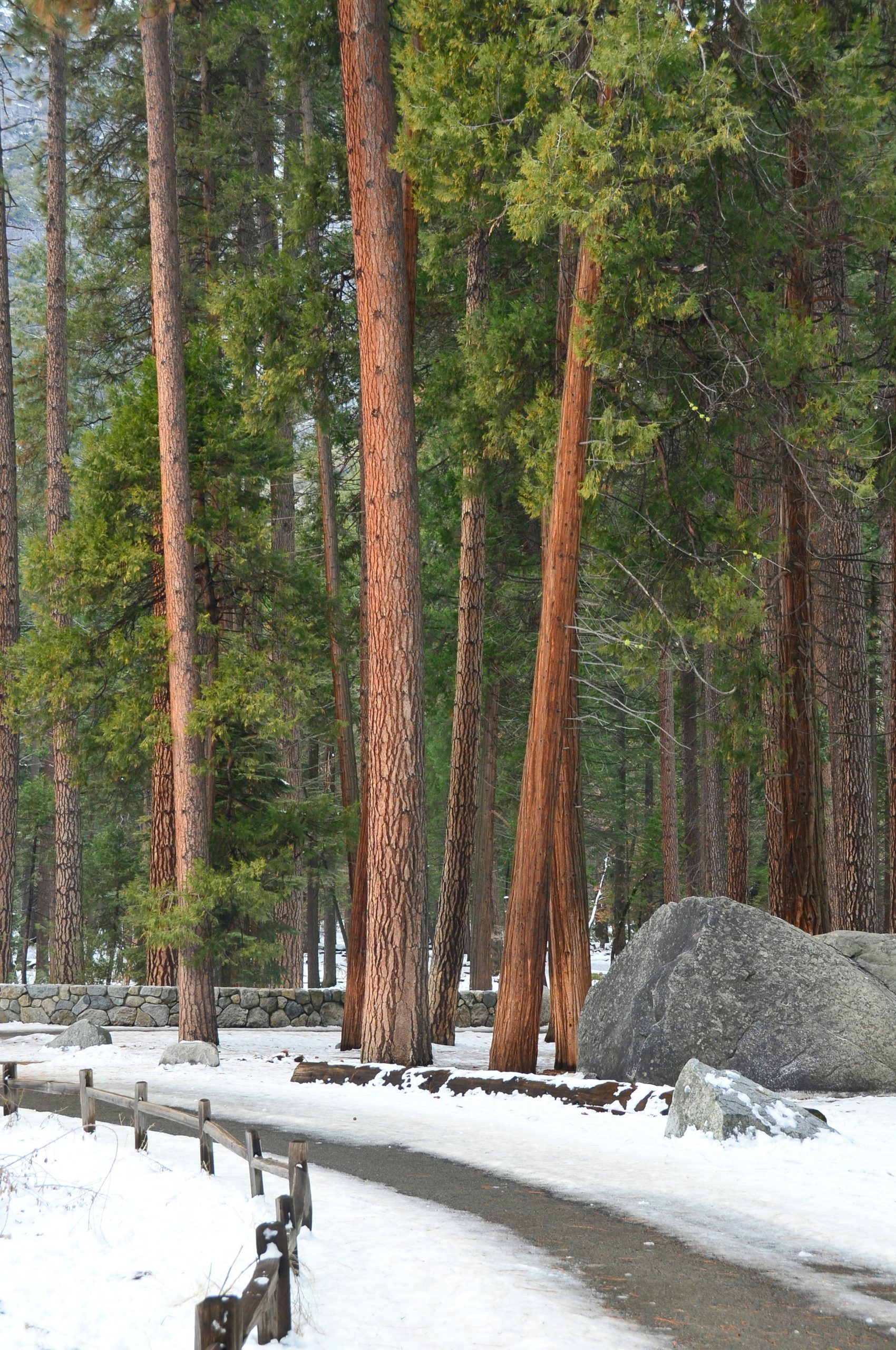Tall trees line a snowy path in a forest.