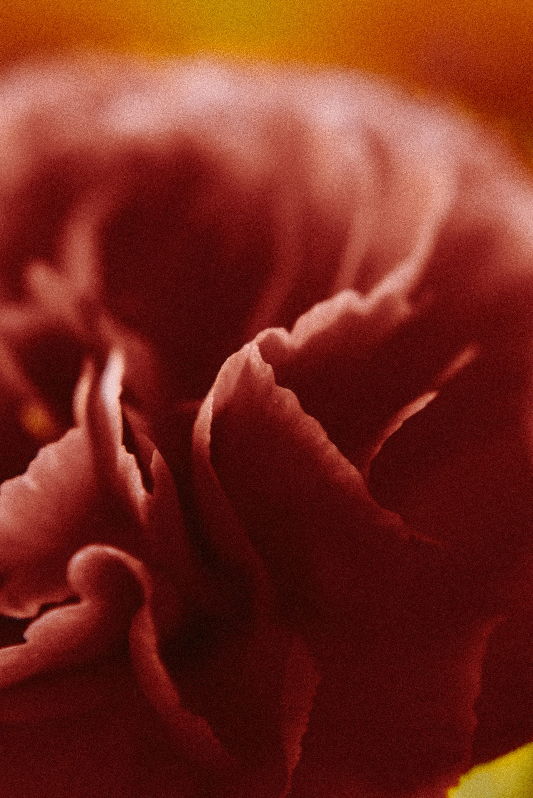 Close-up of a deep red flower with ruffled petals.