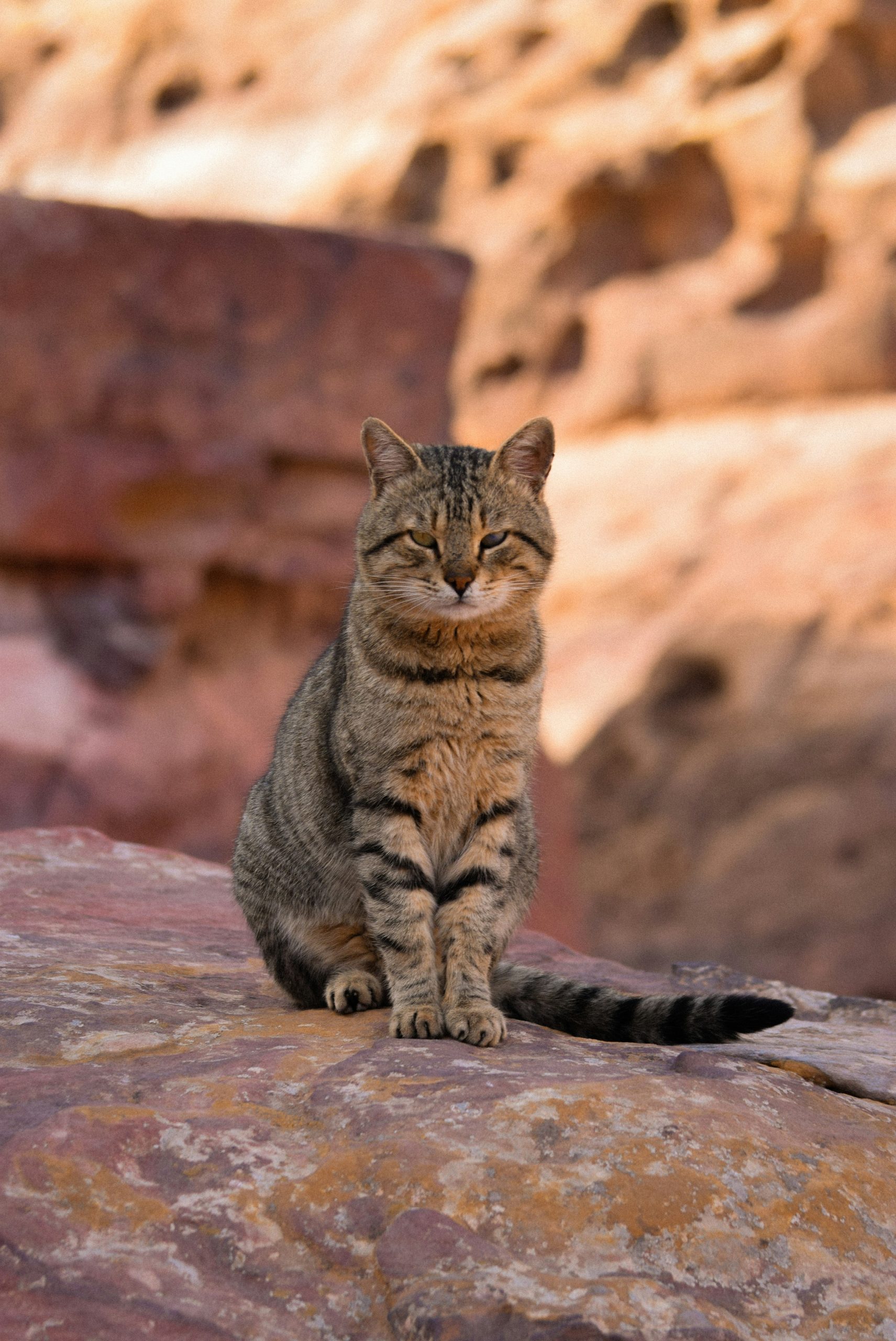 A tabby cat sits on a rock.
