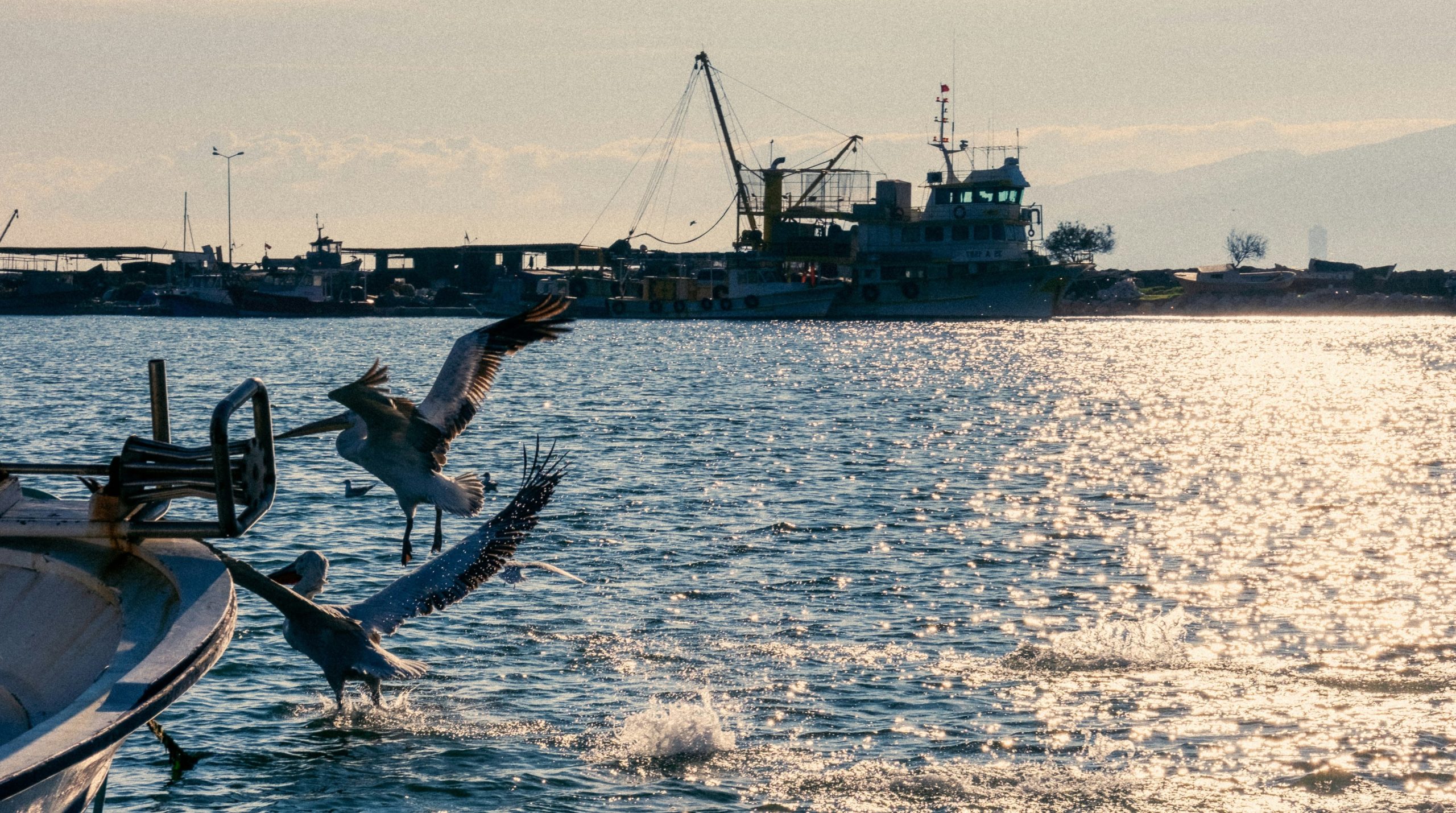 Pelicans flying over the water near a harbor.