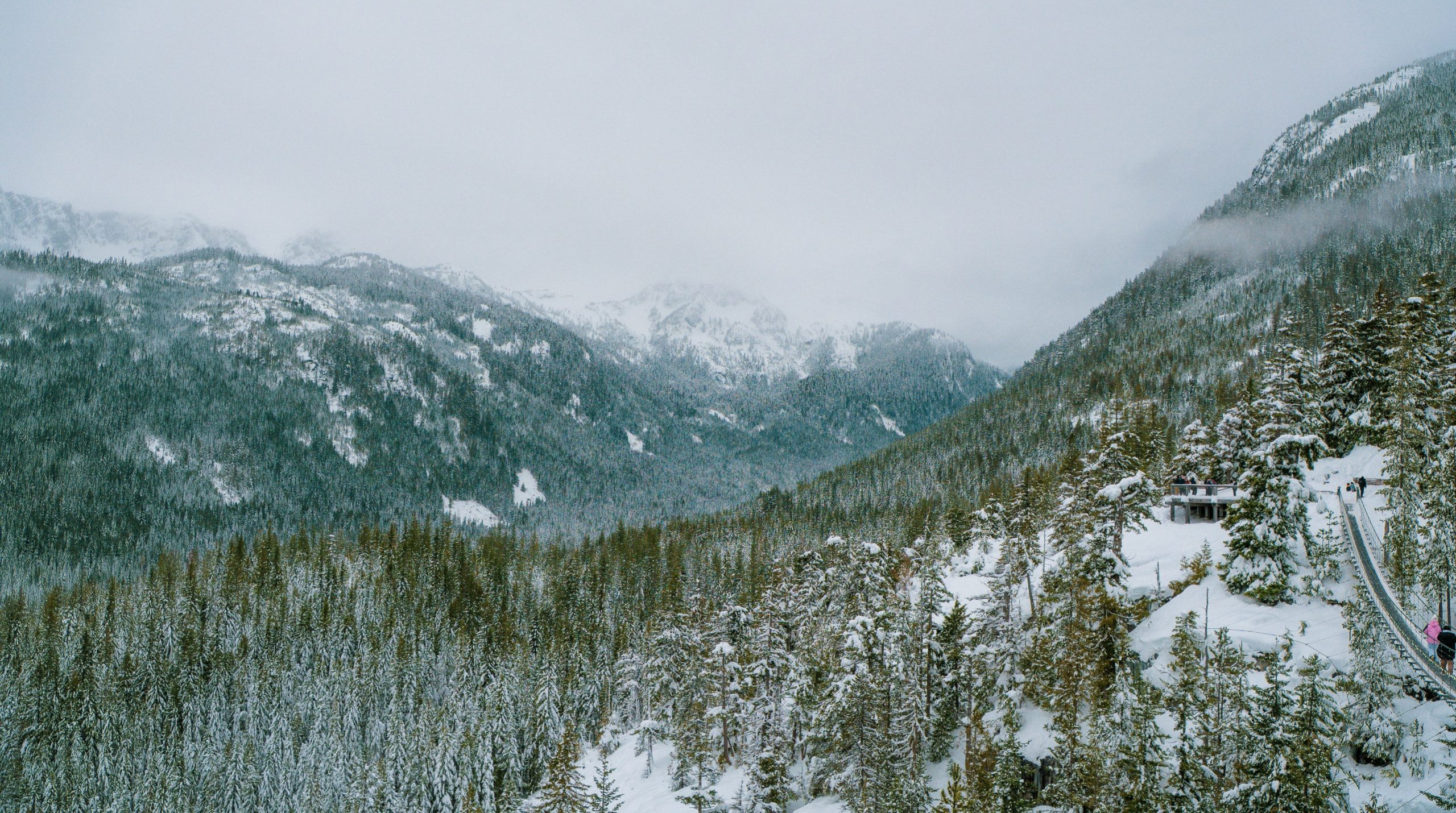 Snow-covered pine forest on a mountain slope.