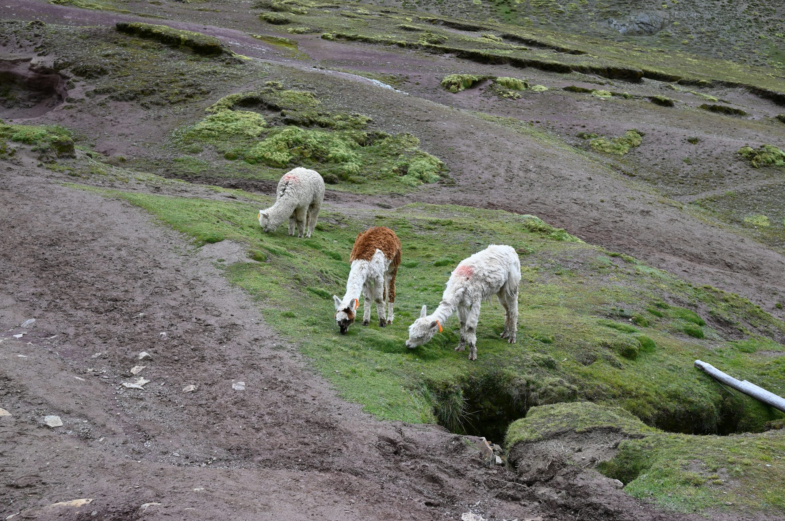 Three llamas grazing on a grassy hillside.
