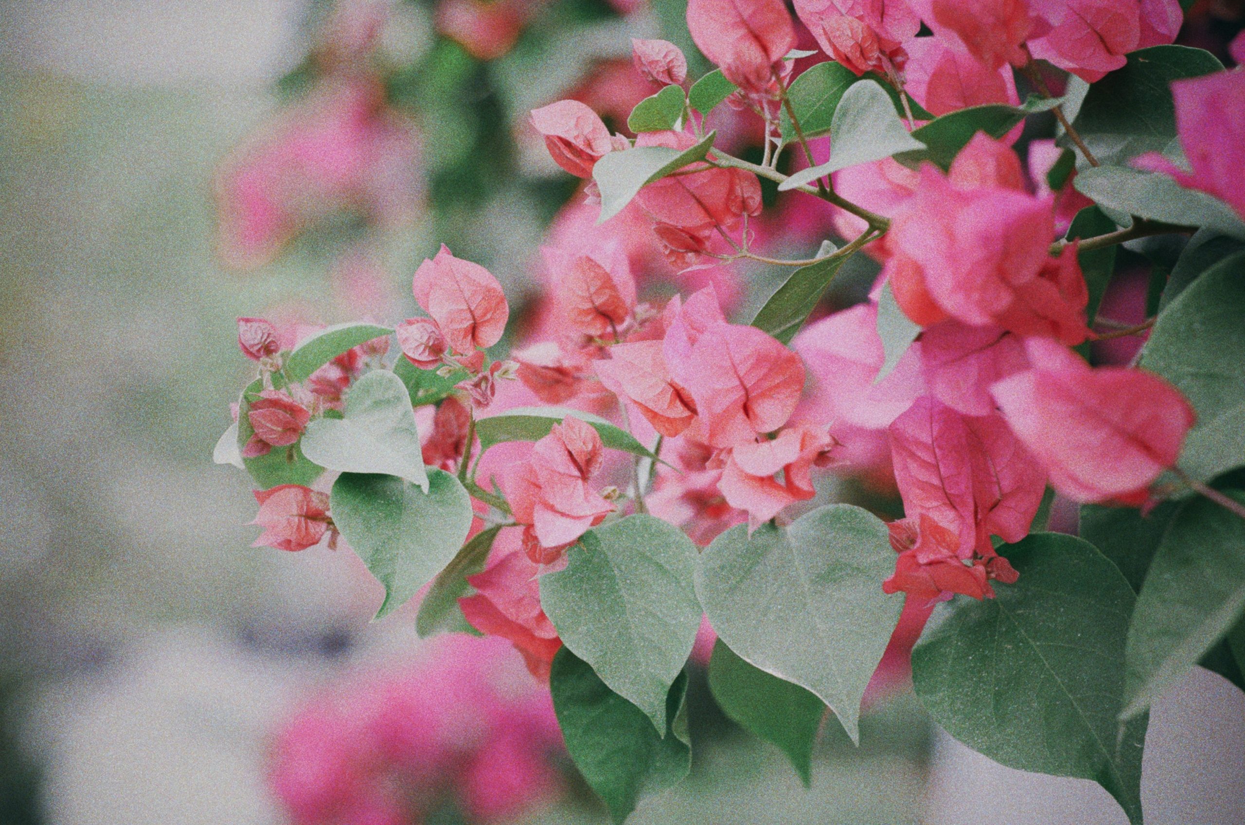 Bright pink bougainvillea flowers with green leaves