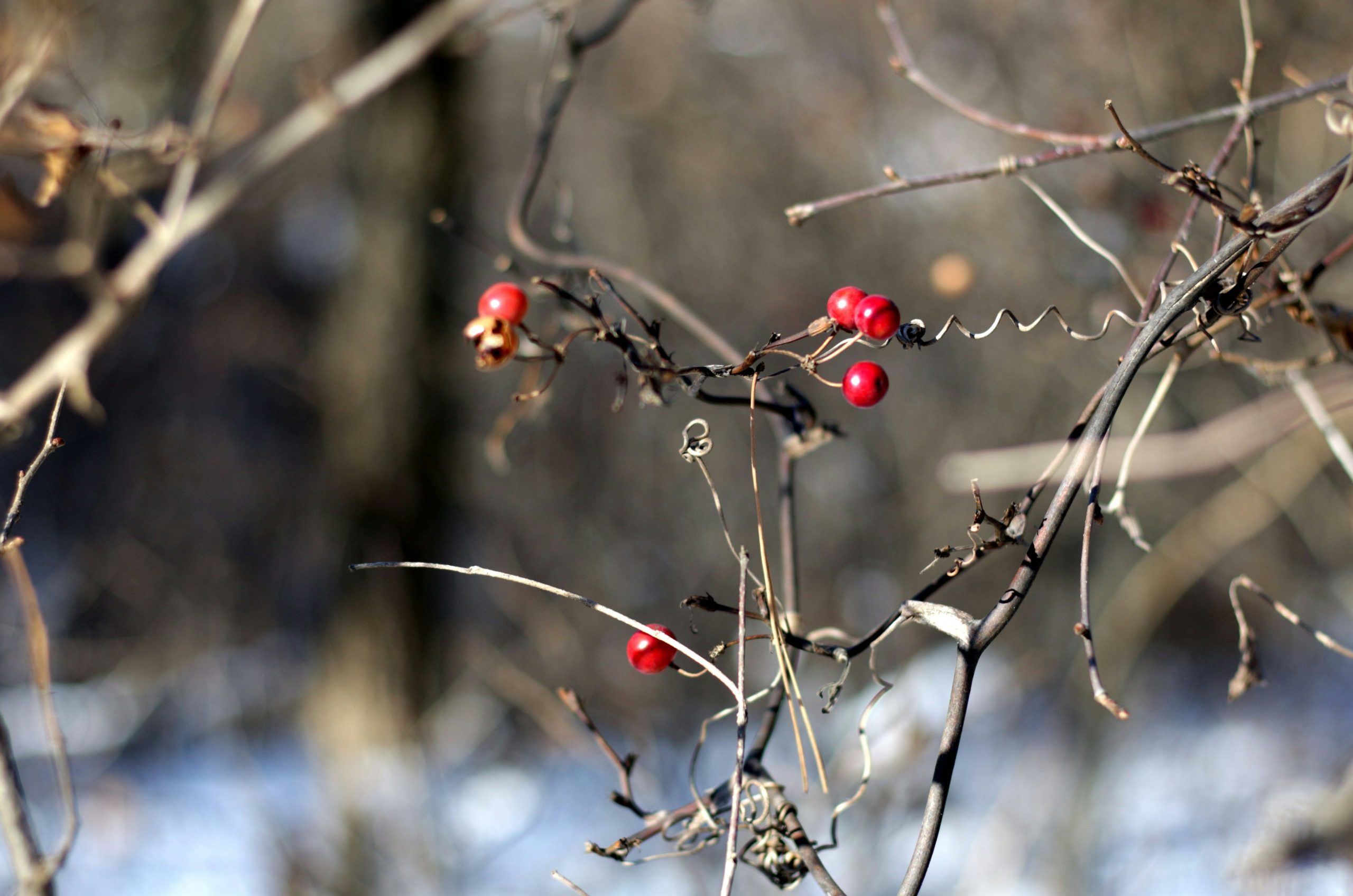 Red berries on a bare winter branch