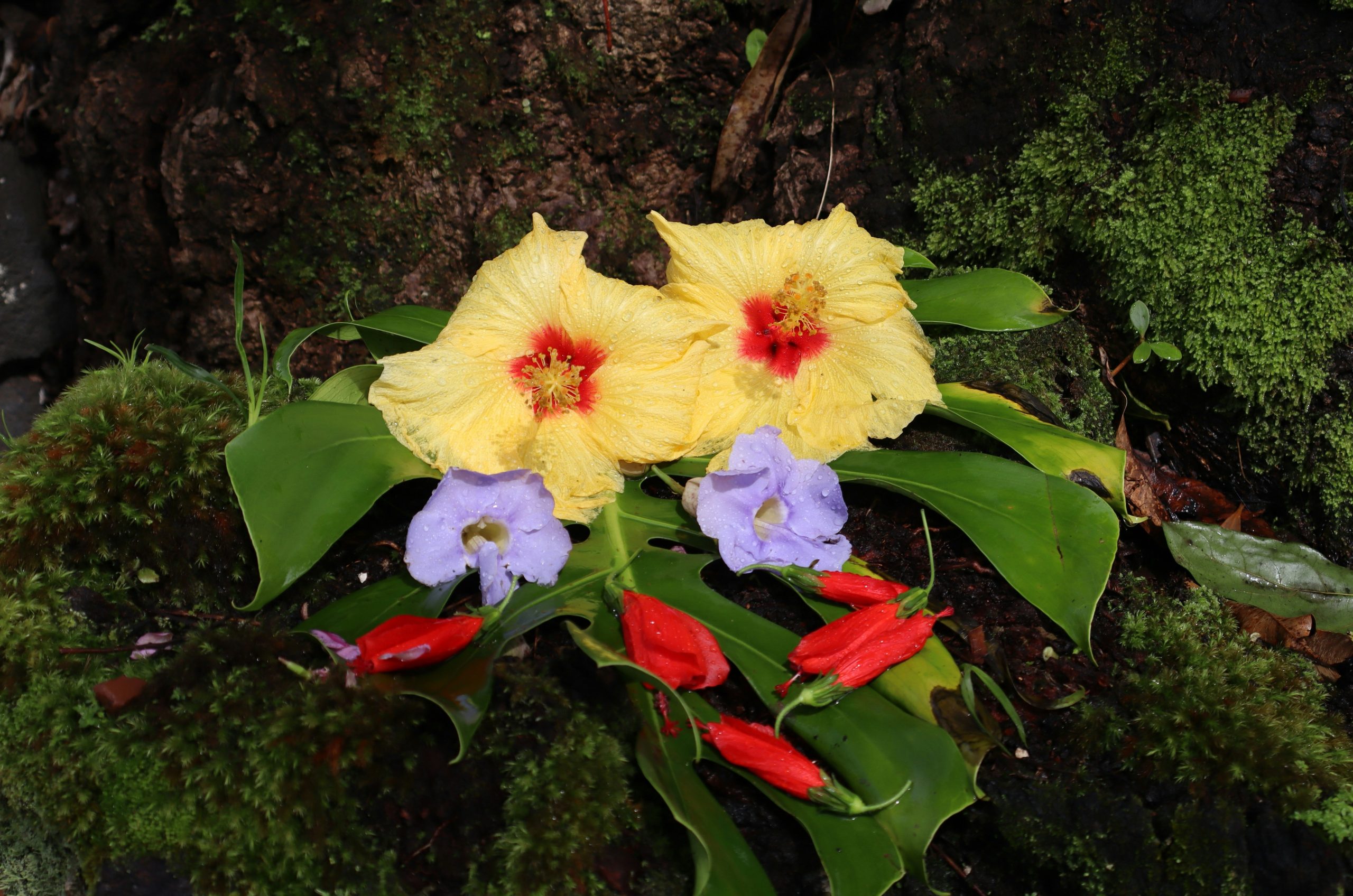 Yellow hibiscus flowers with small red and purple blossoms.