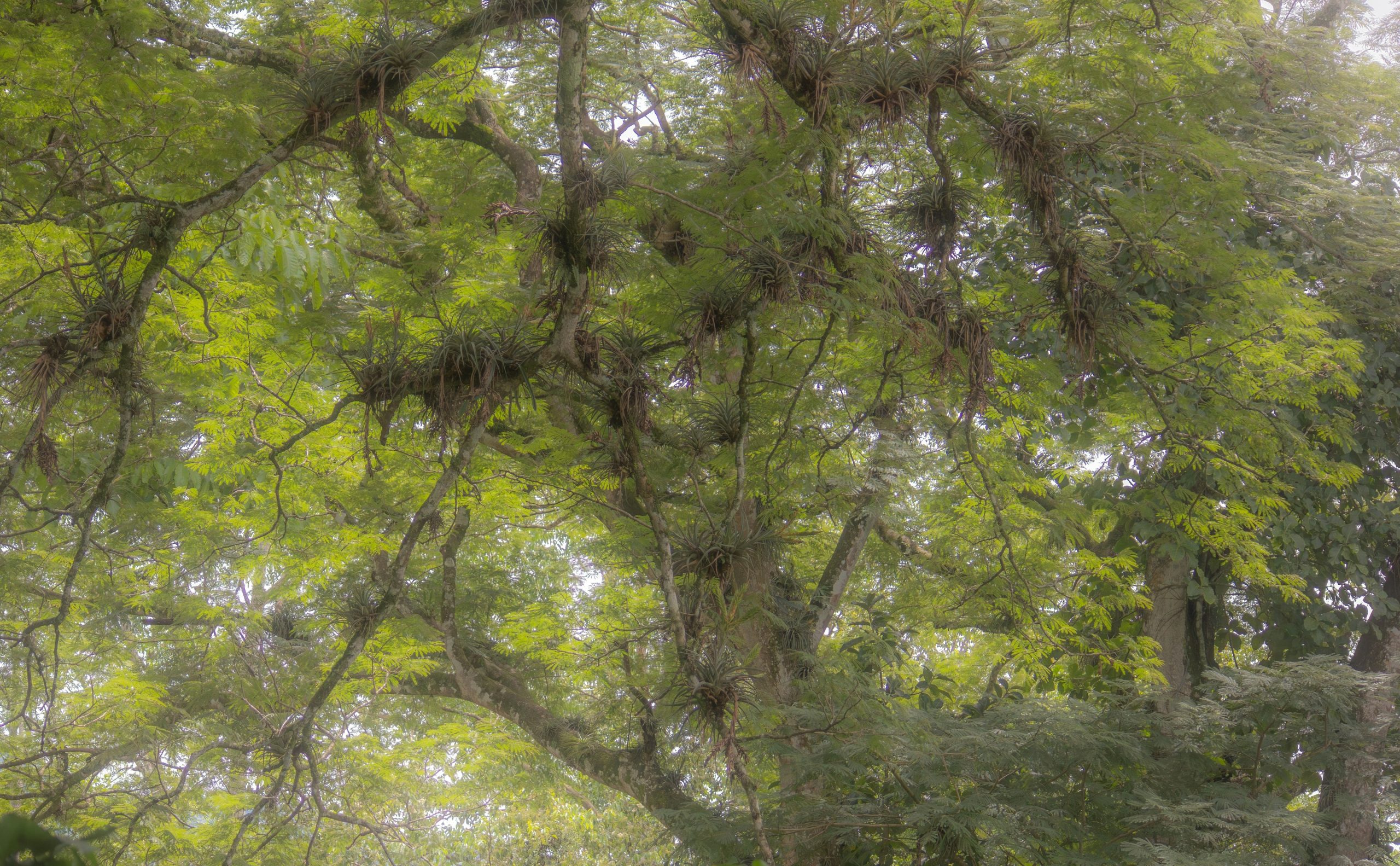 Moss hangs from the branches of a large tree.