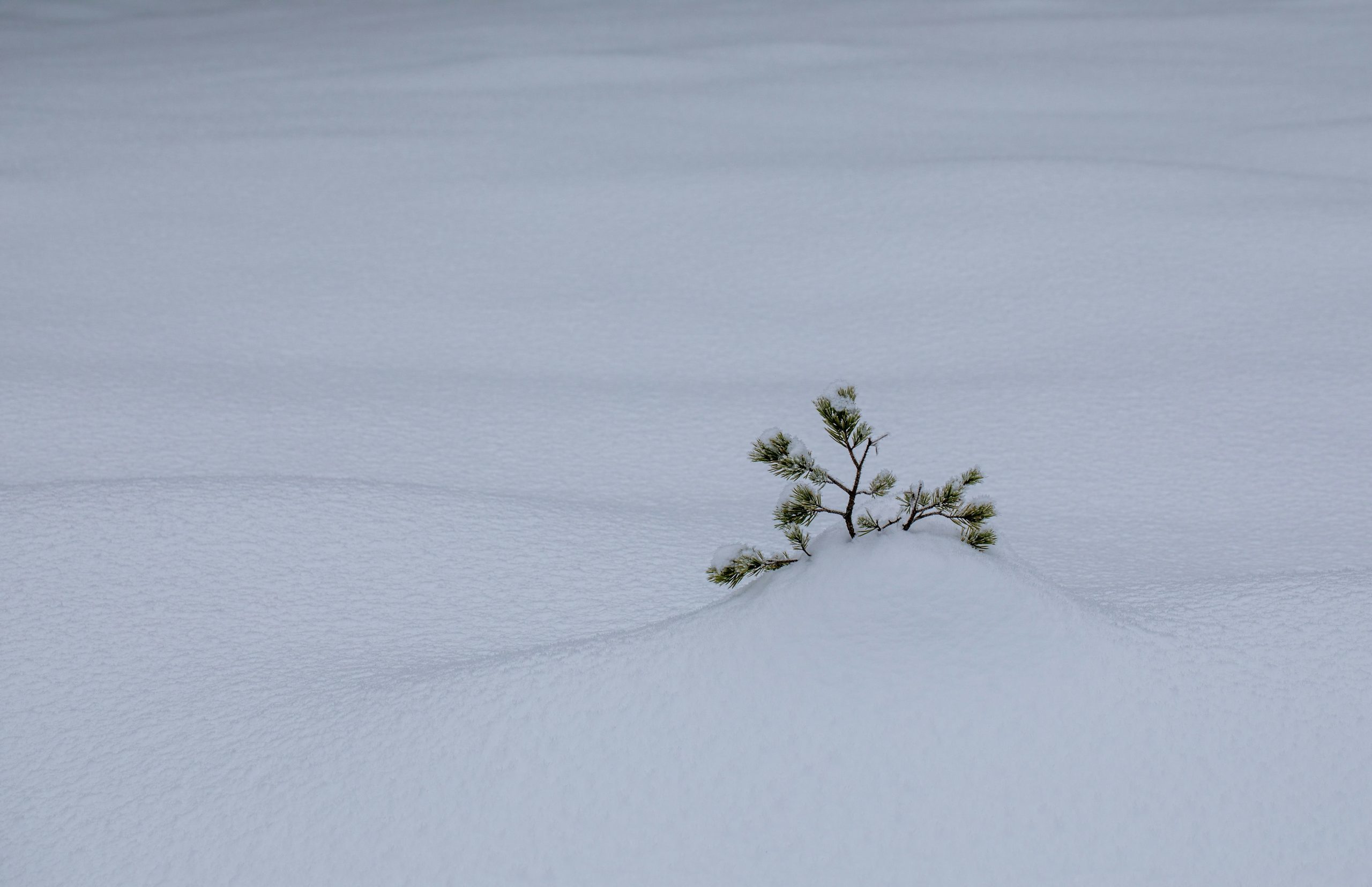 A small pine tree emerges from the snow