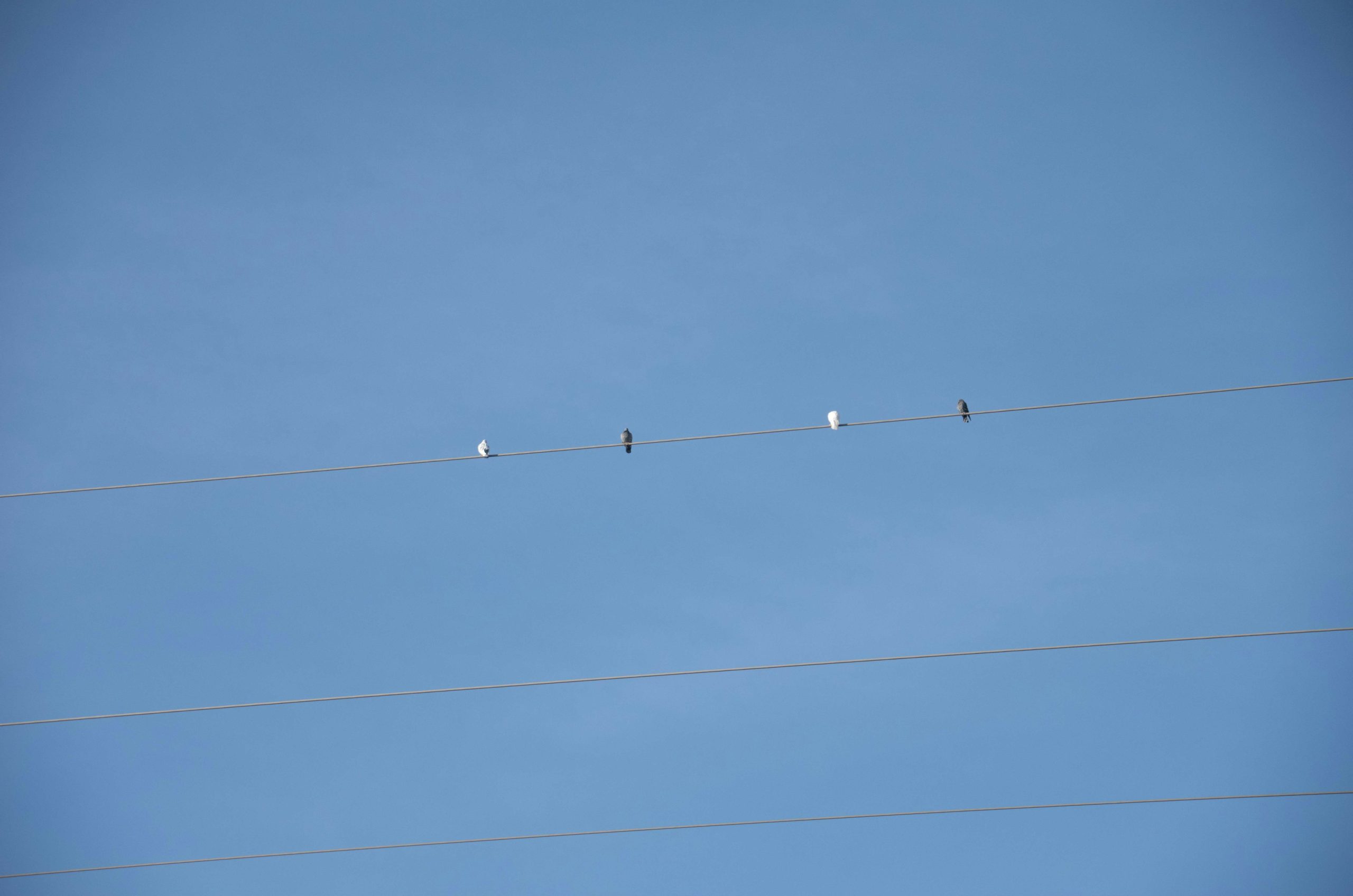 Four lights and two dark objects on power lines