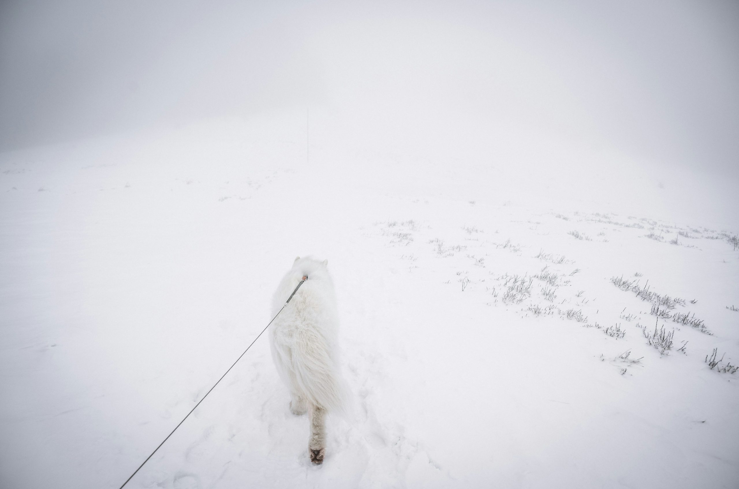 A white dog on a leash in a snowy landscape