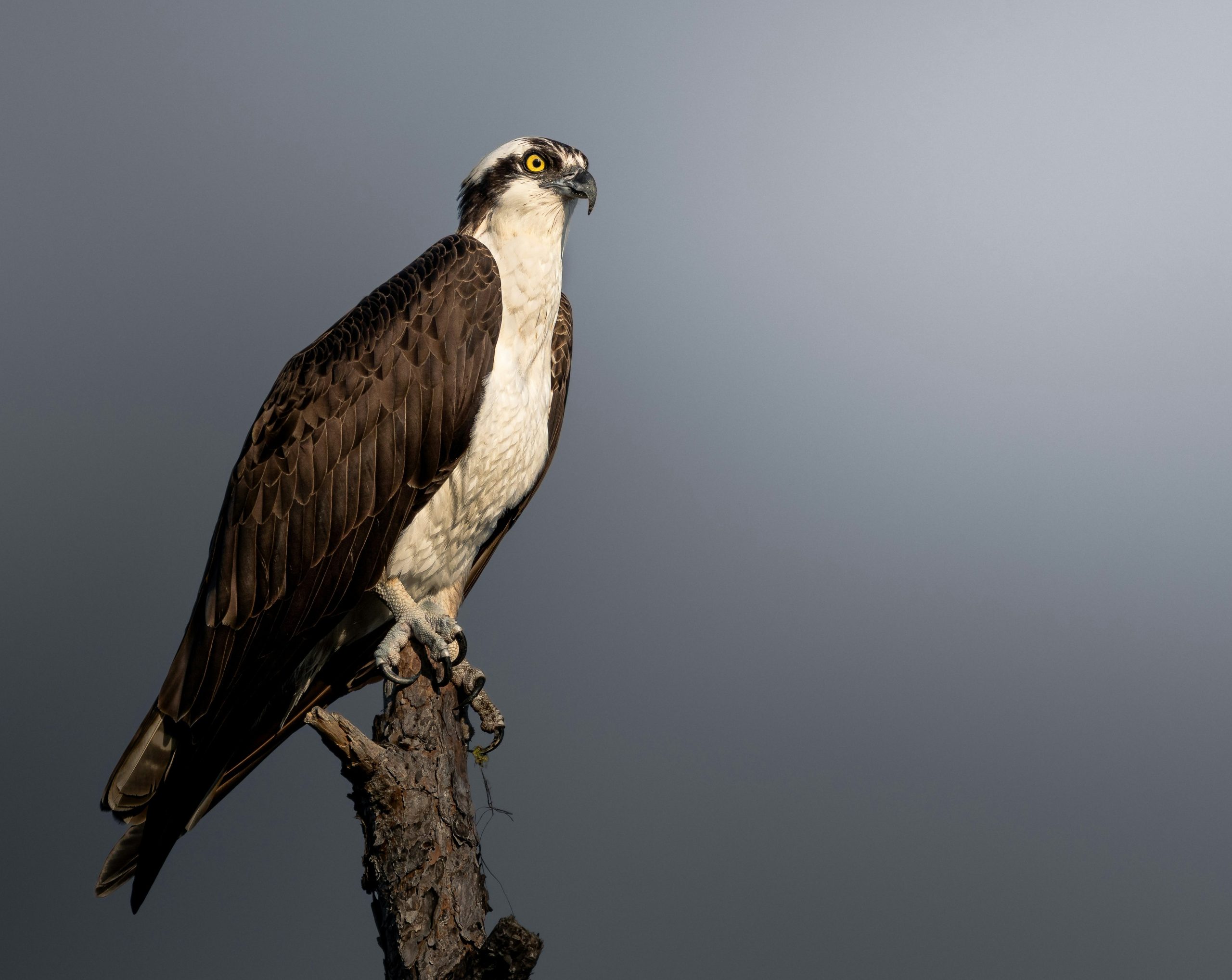 An osprey perched on a dead tree branch