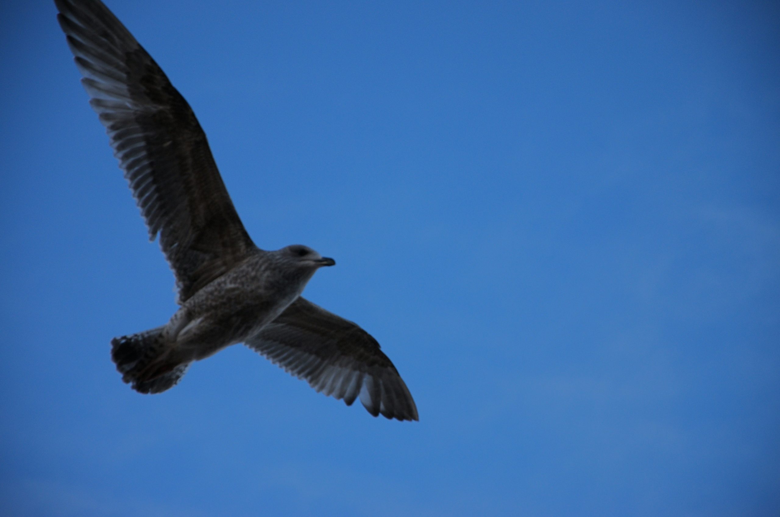 A seagull flies against a clear blue sky.