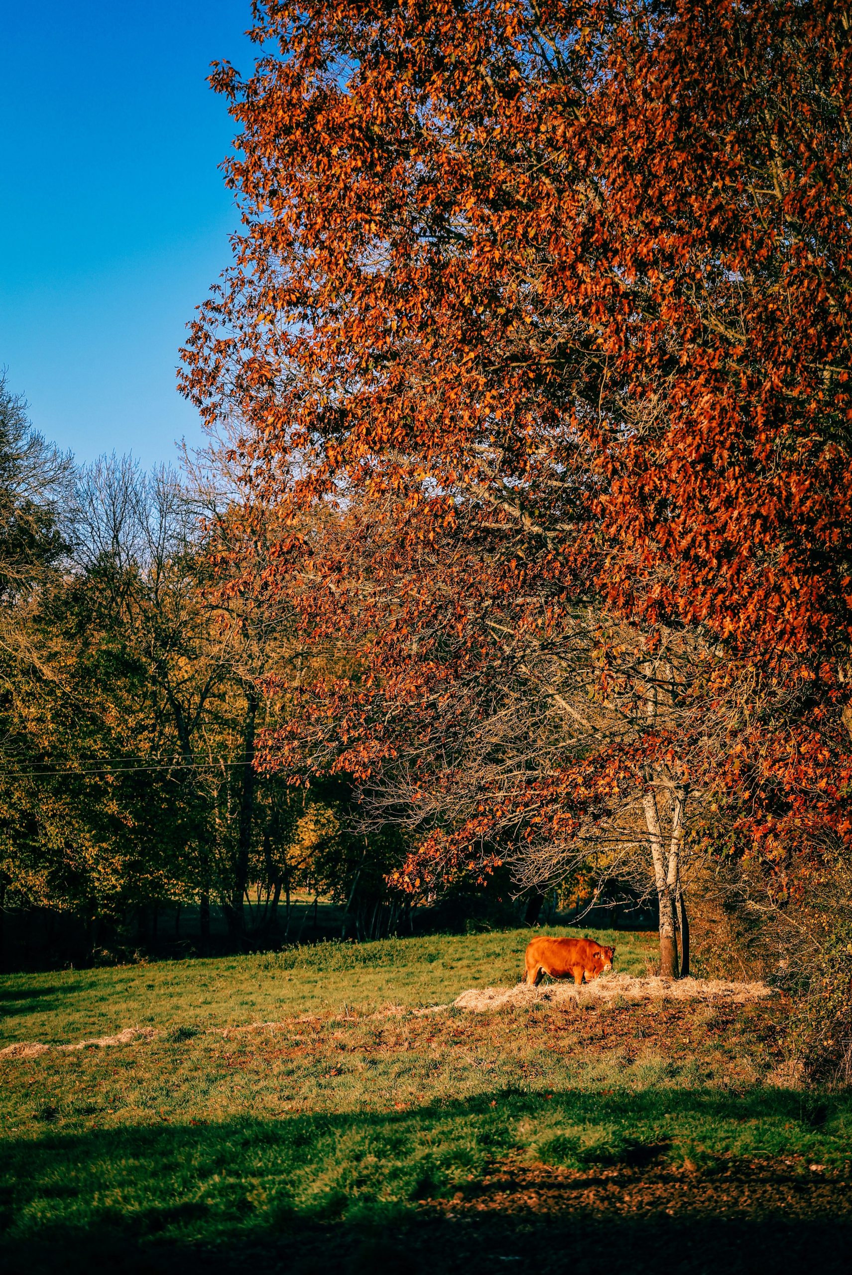 A shaggy orange cow stands in a grassy field.
