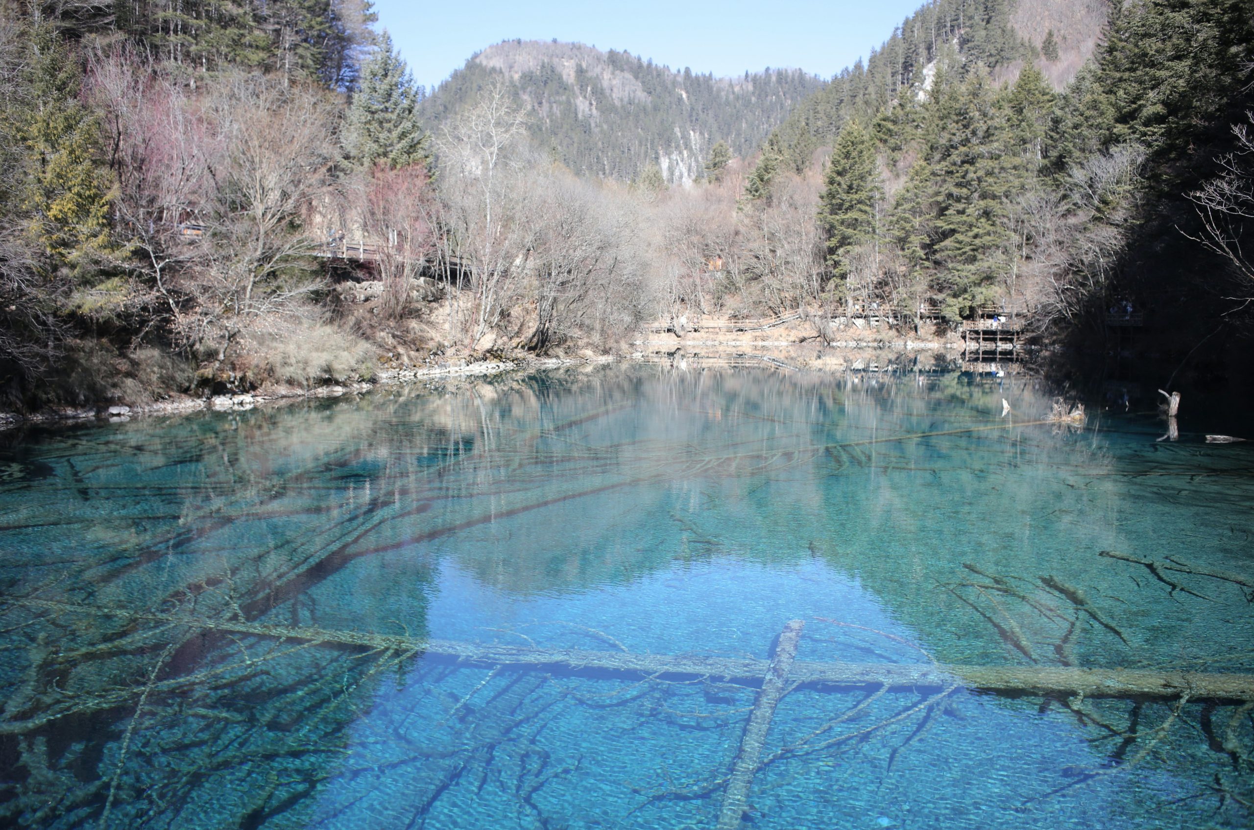 Clear turquoise lake with fallen trees and mountains.