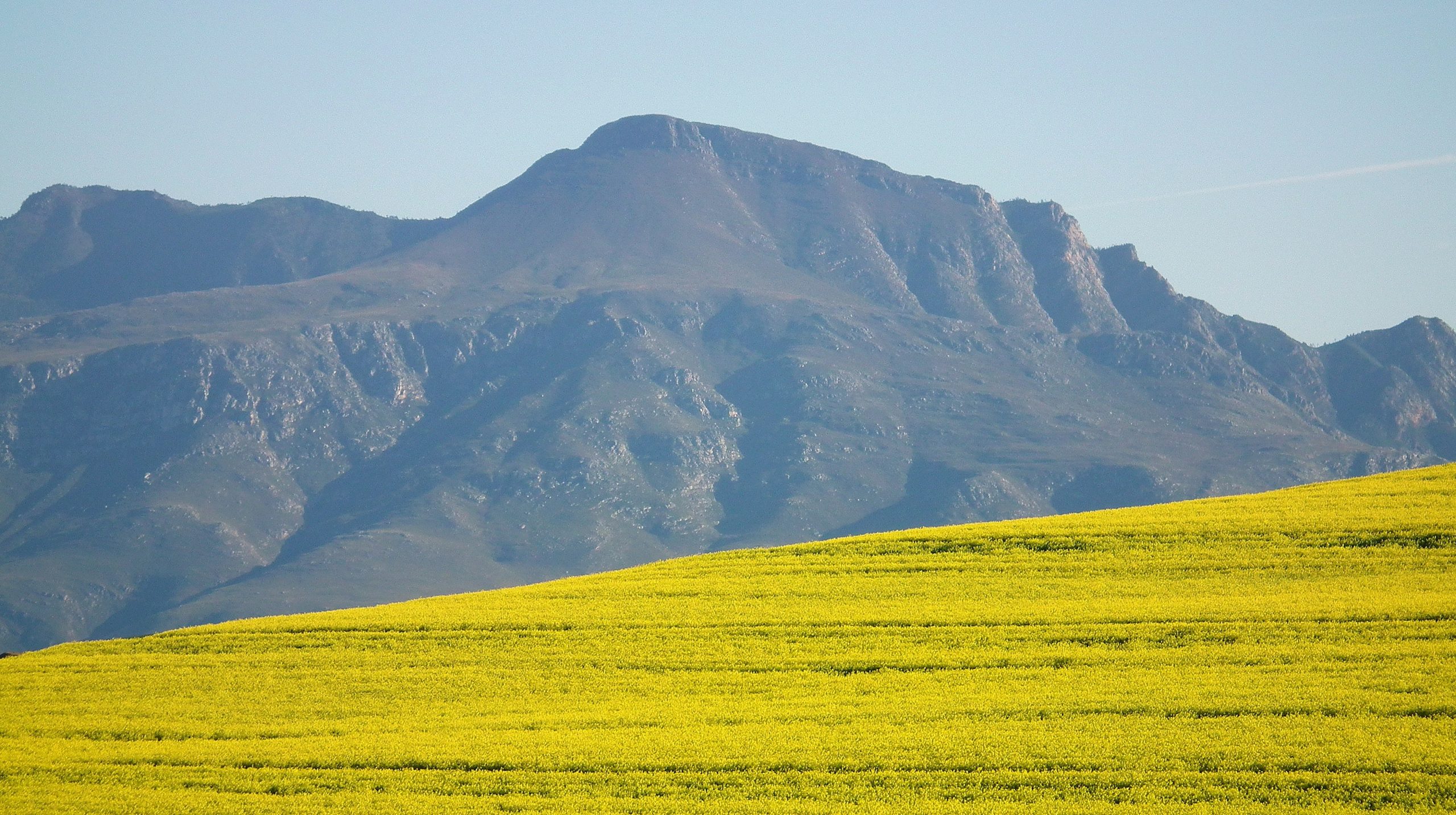 Yellow field in front of a large mountain