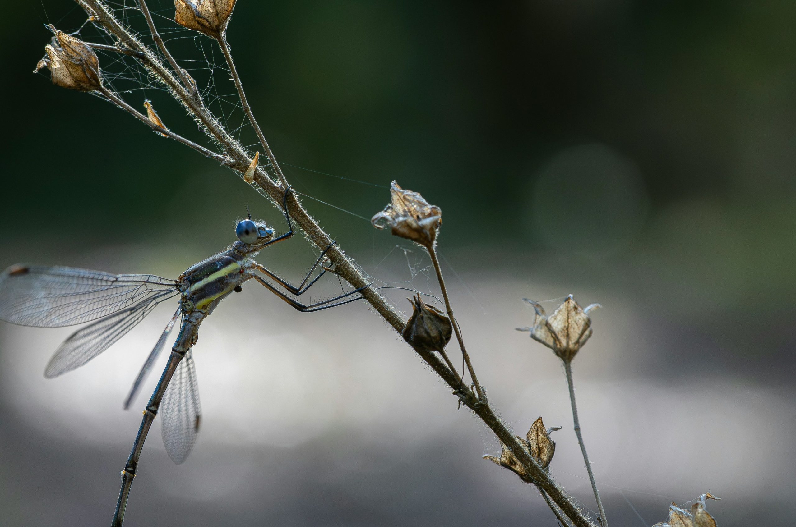 A delicate damselfly rests on a dry plant stalk.
