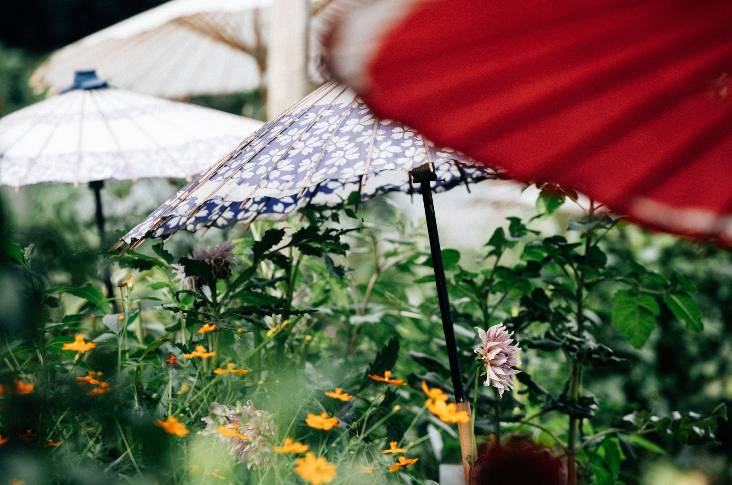 Decorative umbrellas over a garden with yellow flowers